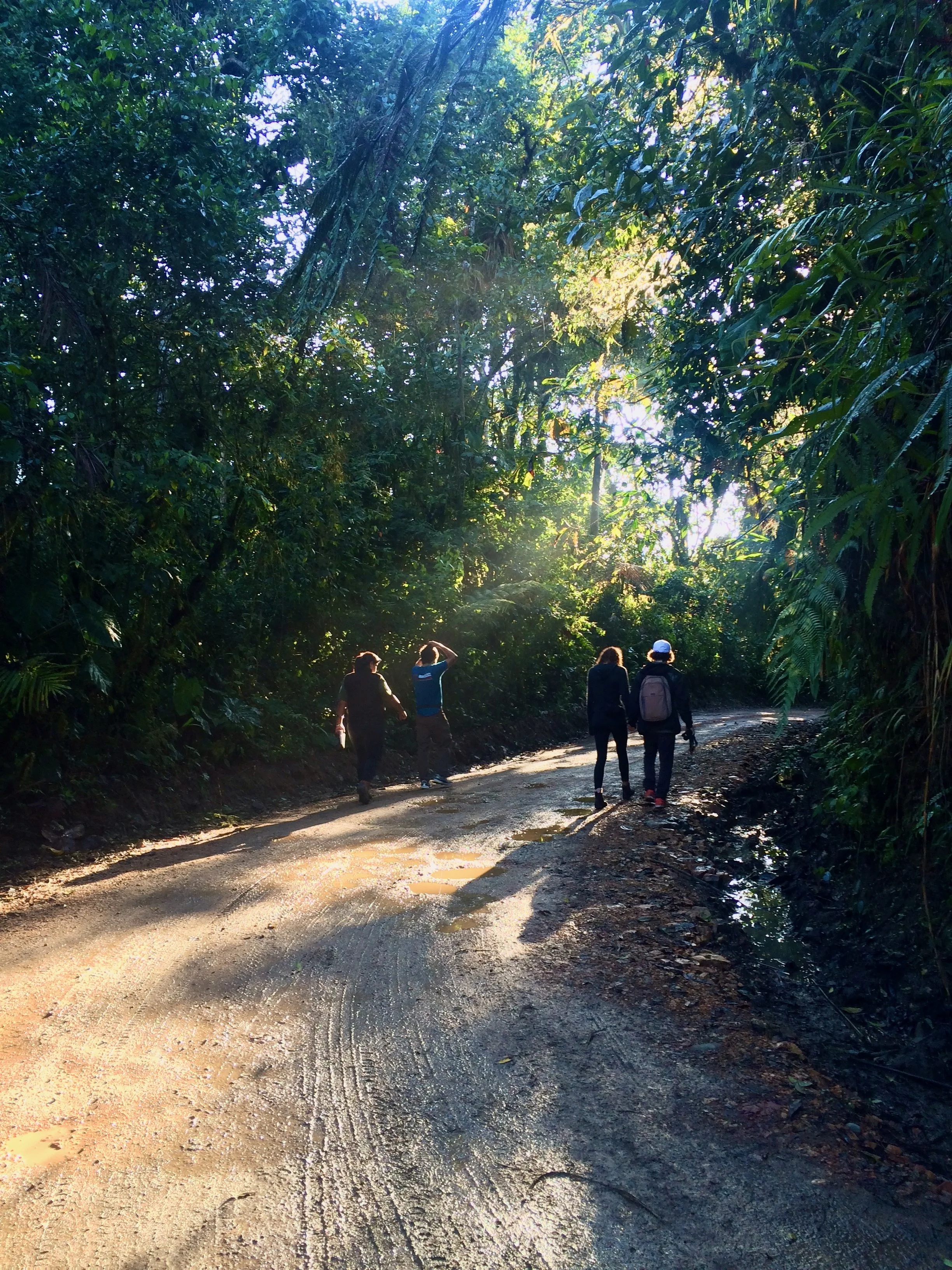 Four people walking on a dirt path through a dense green forest with sunlight filtering through the trees.
