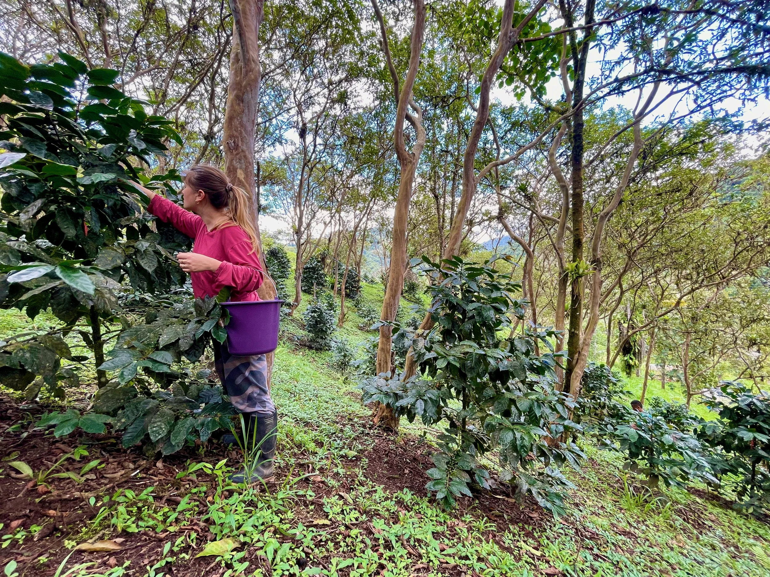 A woman with long hair wearing a pink jacket and camouflage pants harvesting dark green, shiny tealeaves in a lush, wooded tea plantation with trees and greenery.