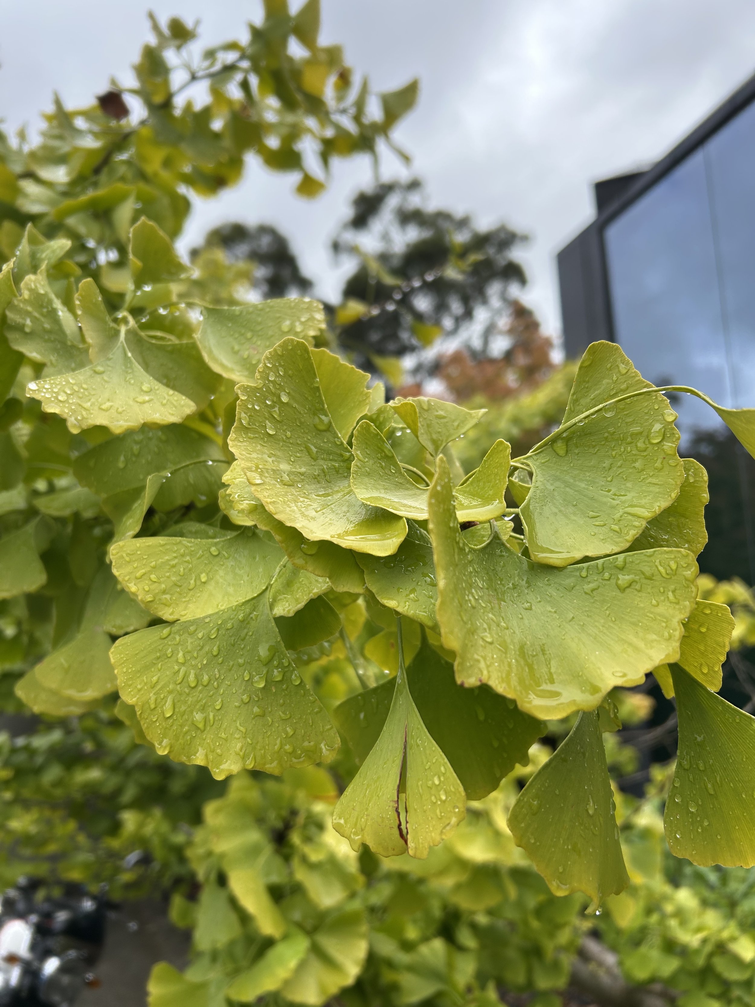 Ginko leaves.jpeg