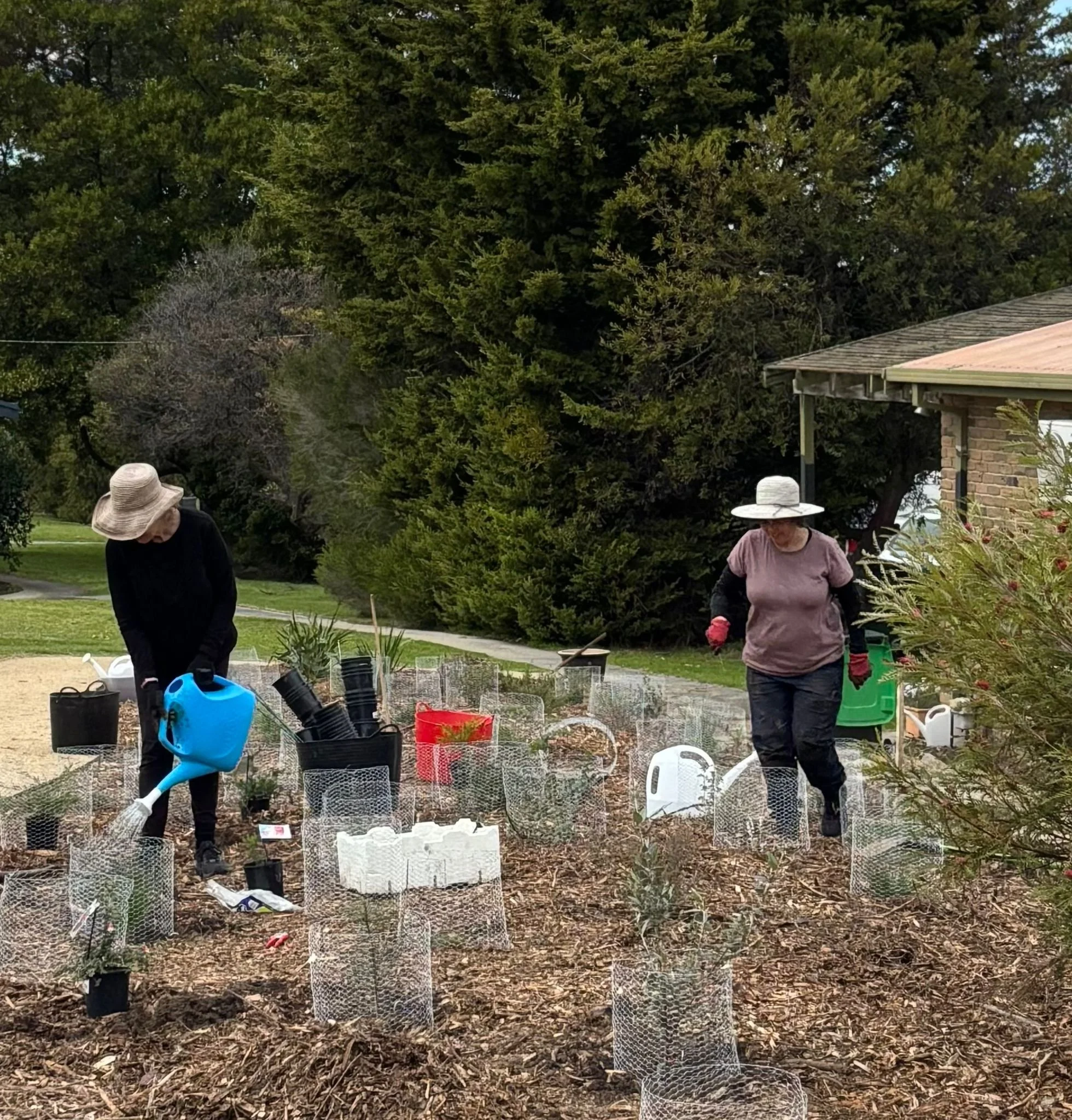 Native Garden wip 2.jpeg