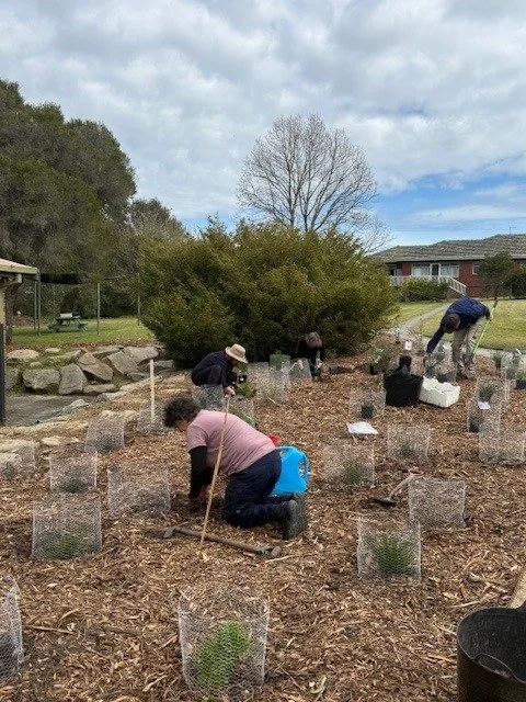 Native Garden WIP3.jpeg