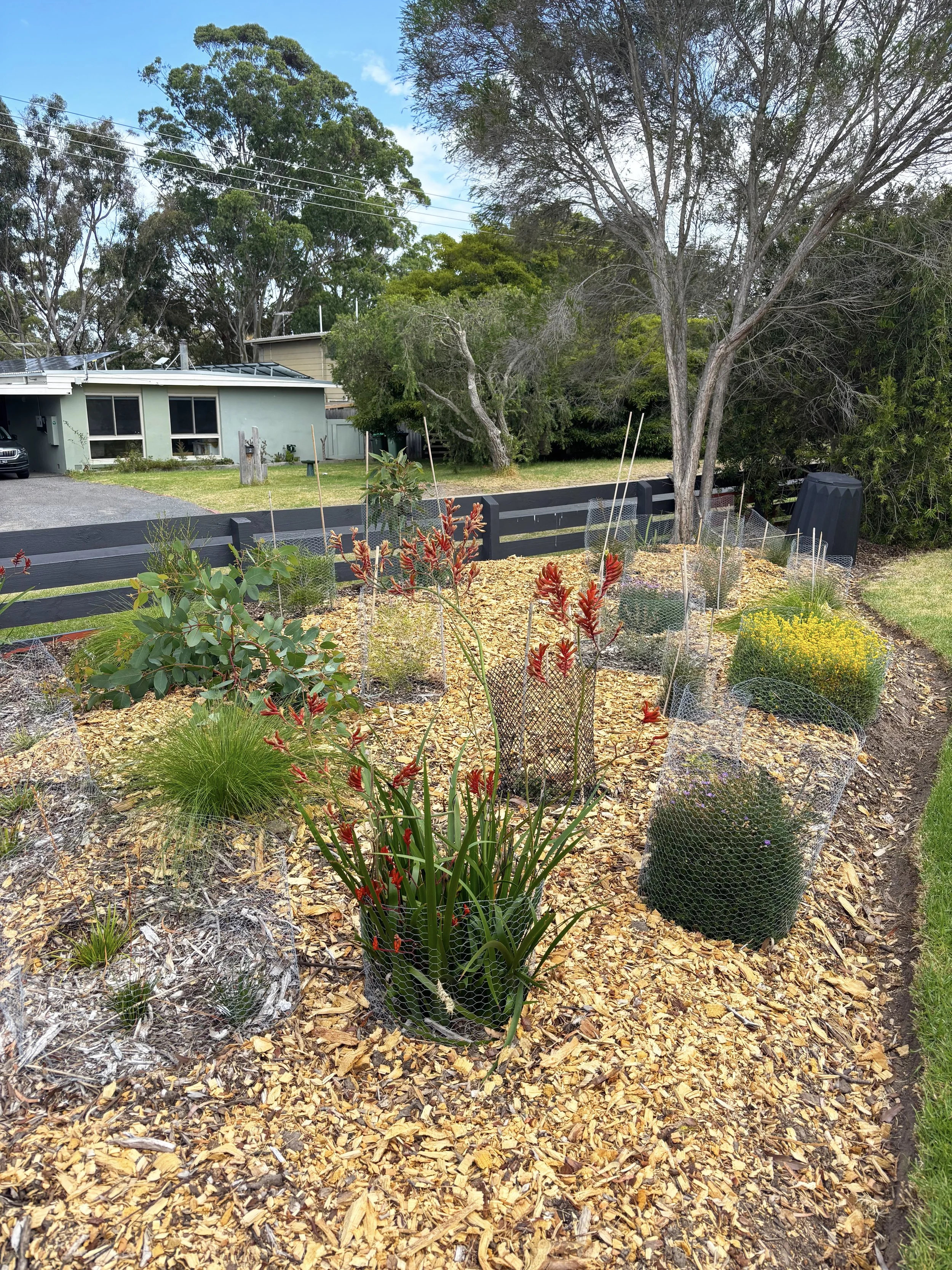 Saltbush Balnarring Beach
