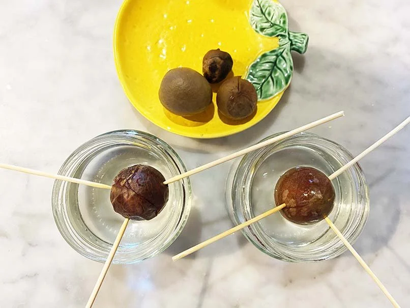 Germinating avocado seeds
