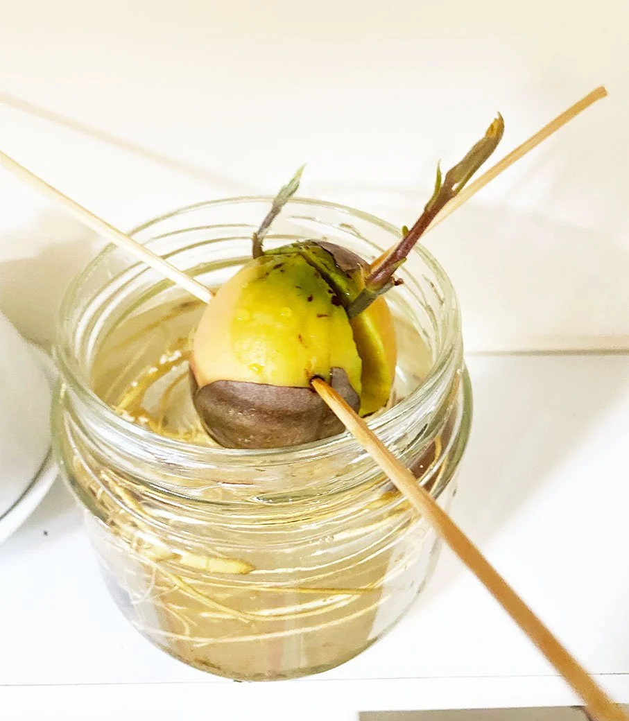 Avocado sprouting.jpeg