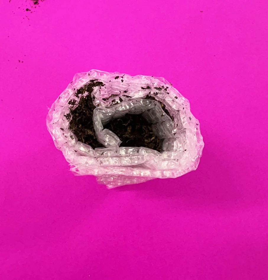 Bubble Wrap seed snails Jun 2025 (2).jpg