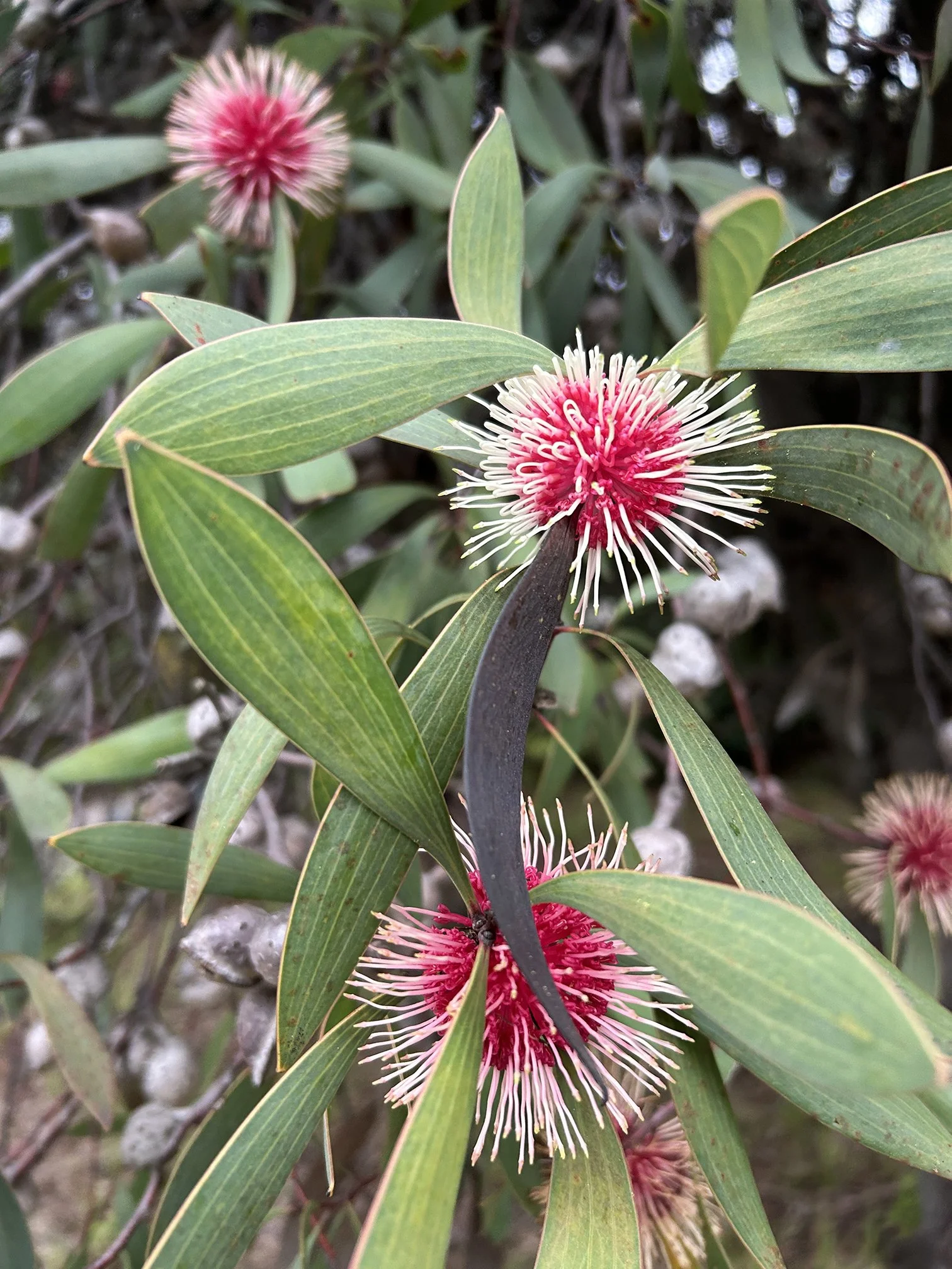Pin-cushion Hakea (Hakea laurina), an Australian native.jpeg