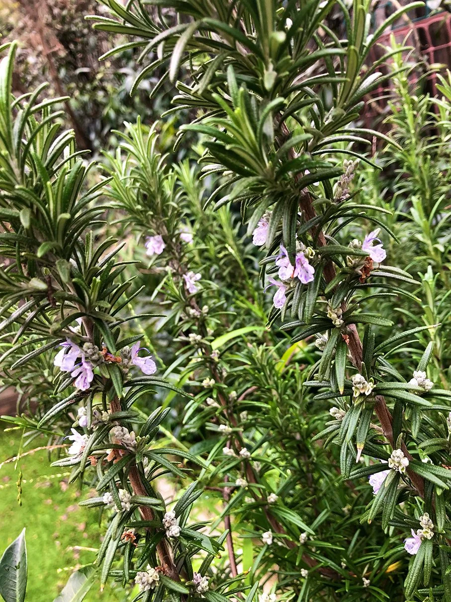 Rosemary Winter 2025 (2).jpeg