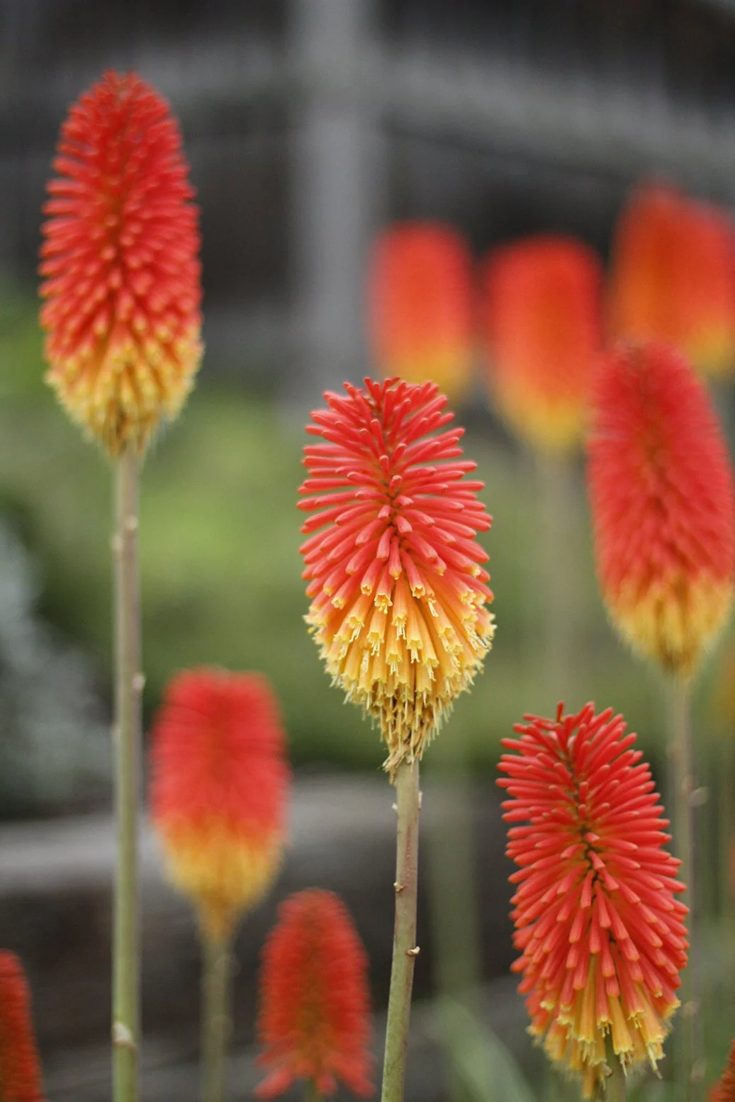 Kniphofia.JPG