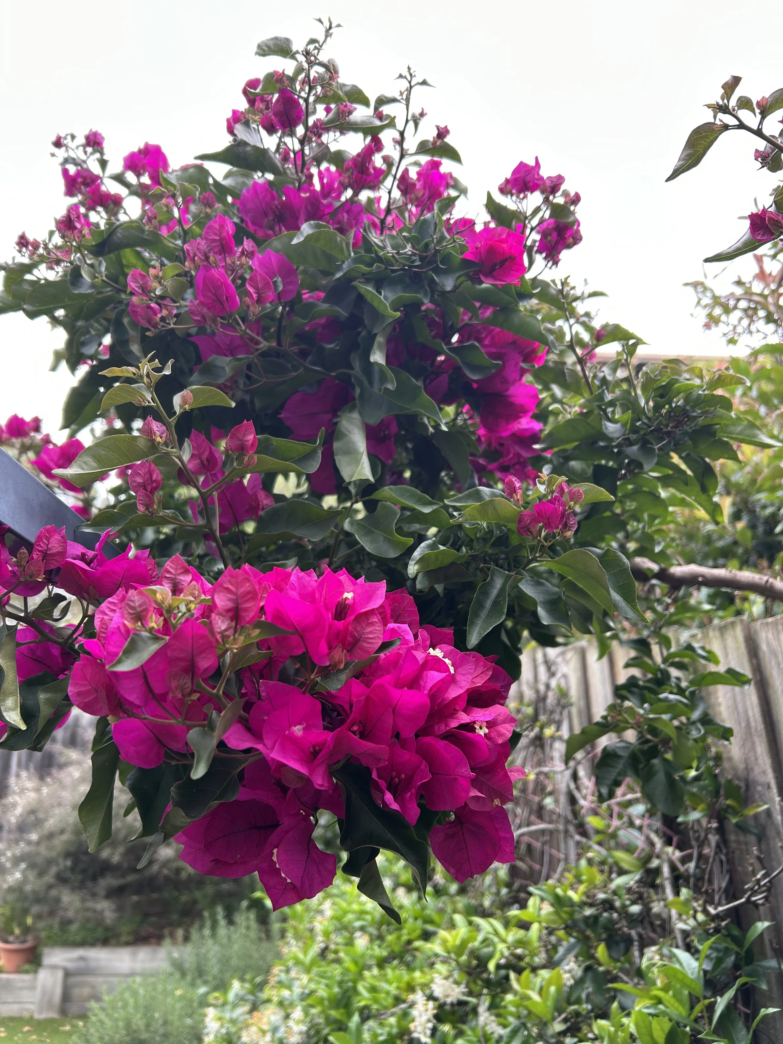 Bougainvillea.jpeg