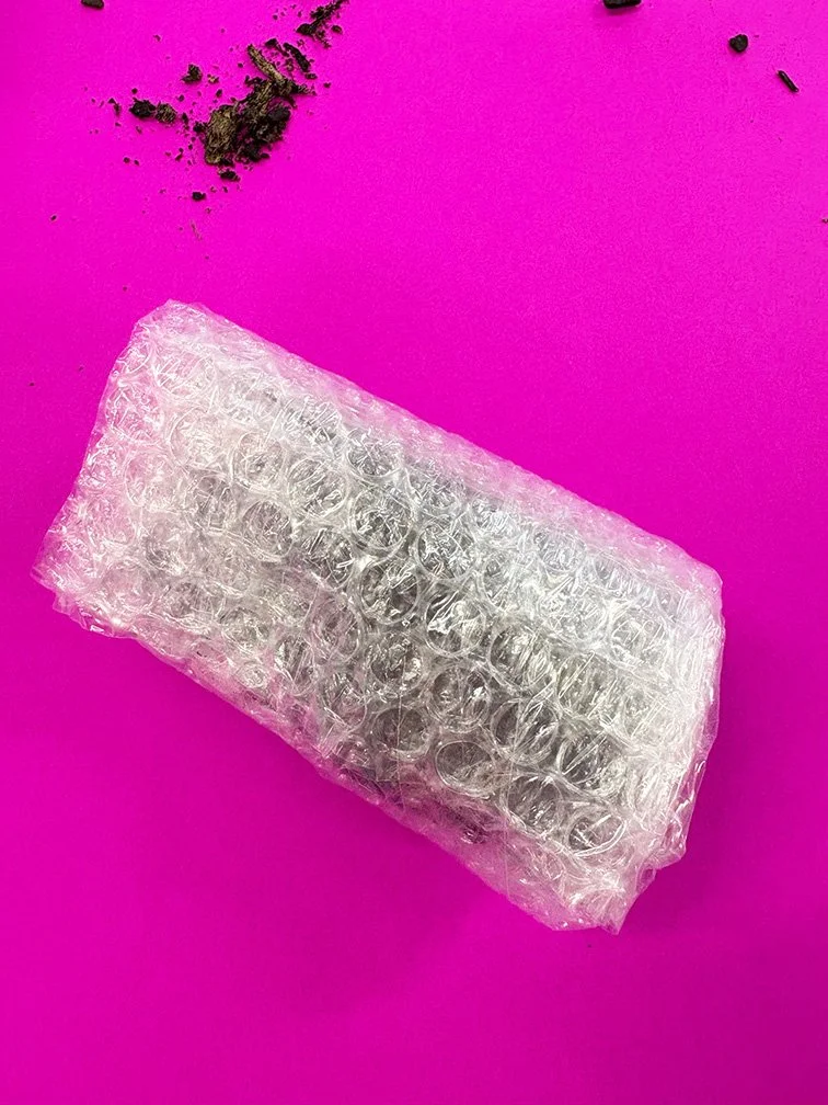 Bubble Wrap seed snails Jun 2025 (1).jpg