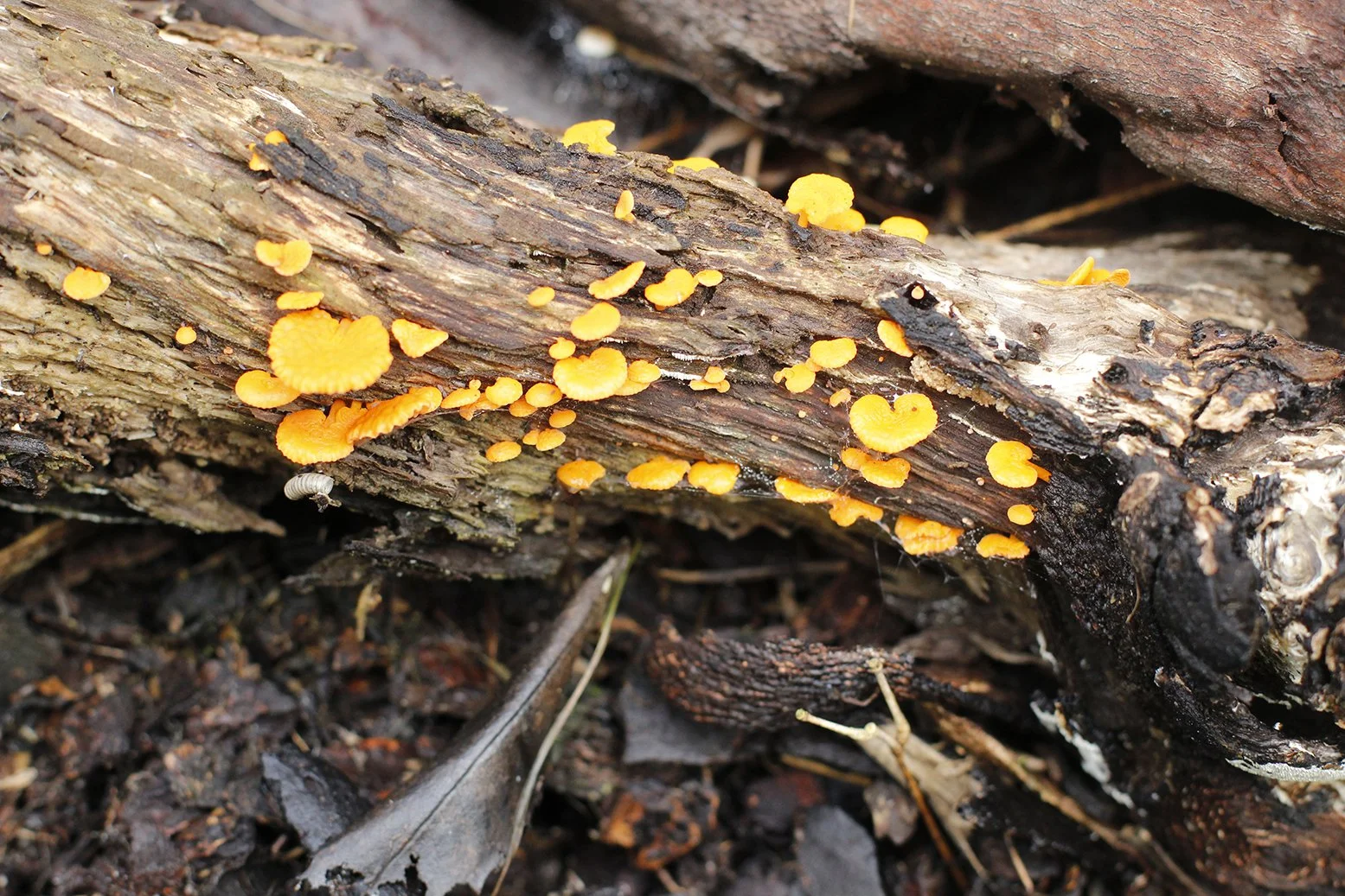 Orange pore fungus growing on wood.JPG