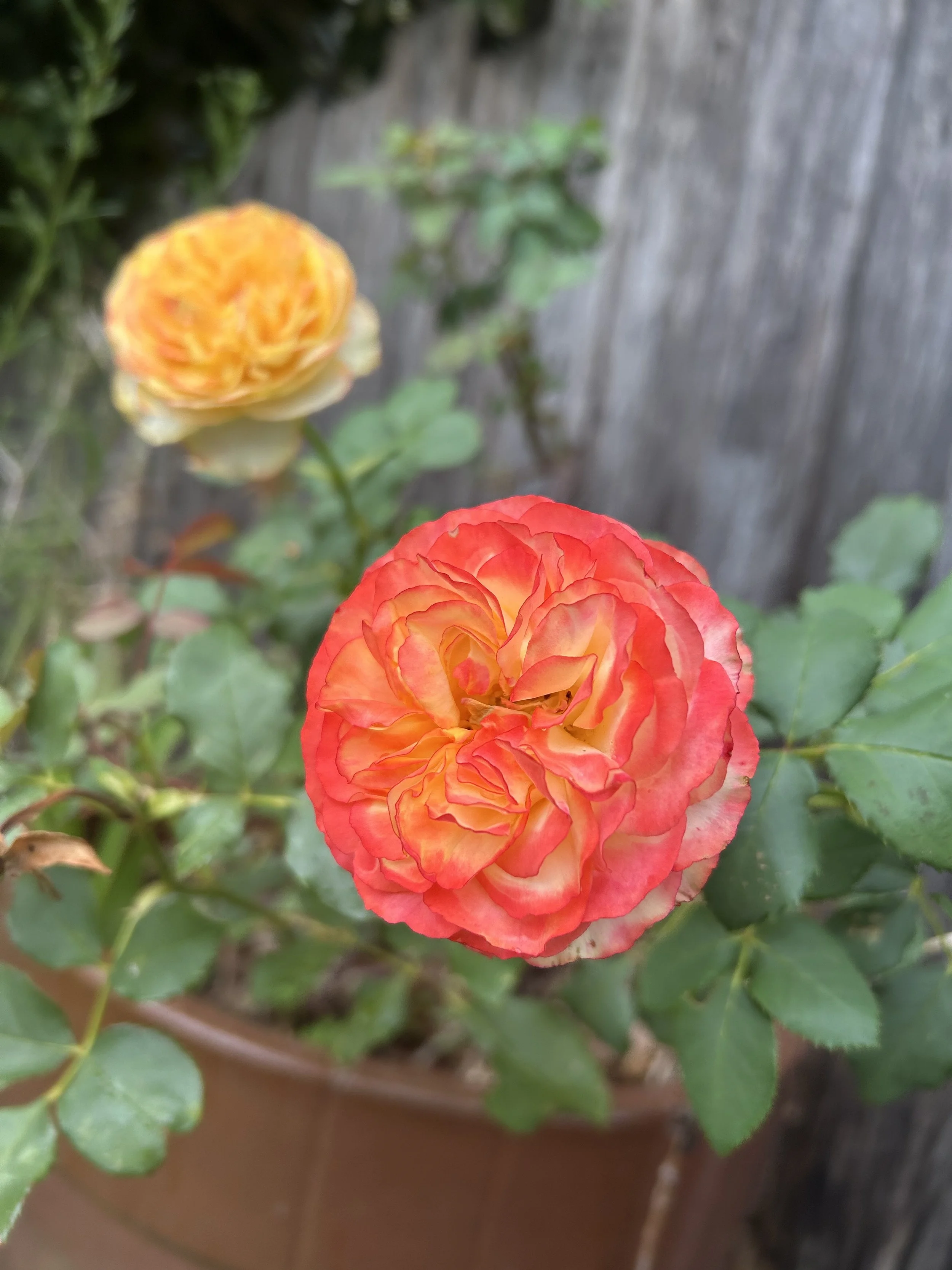 orange red variety roses.jpeg