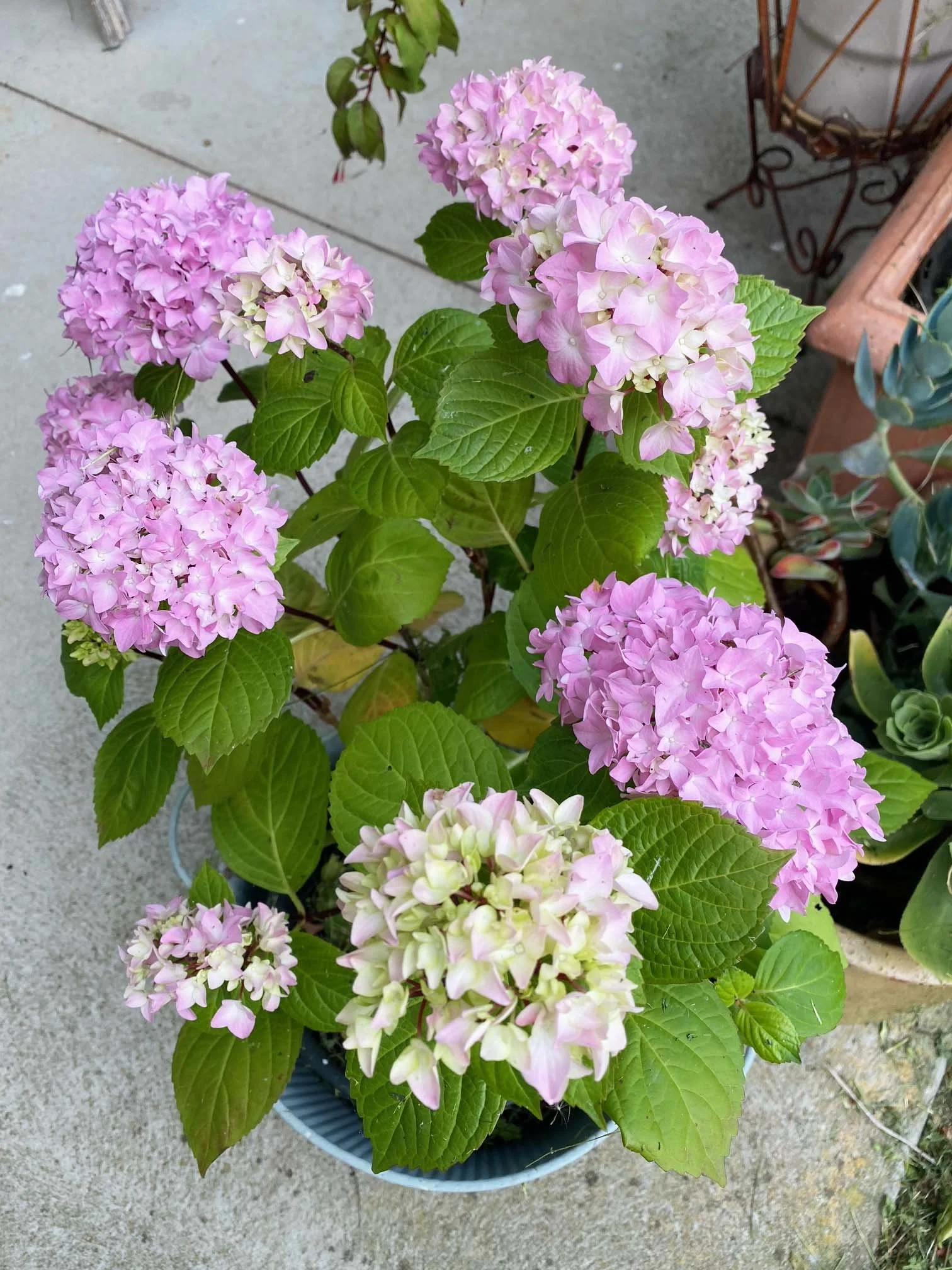 hydrangea.JPEG