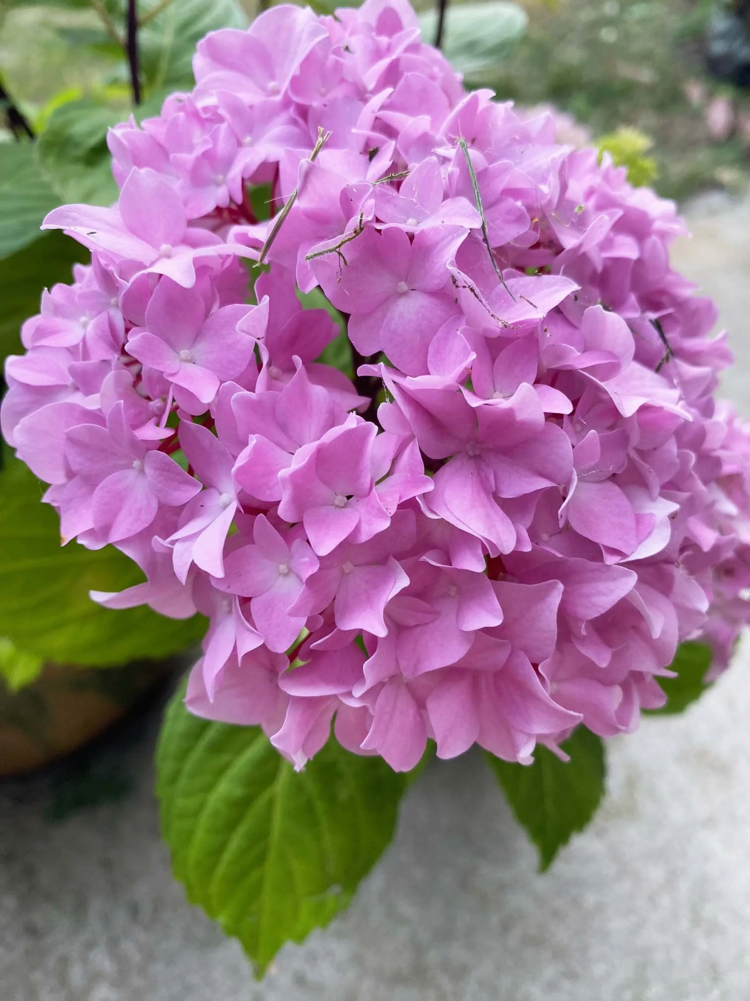 hydrangea close up.JPEG
