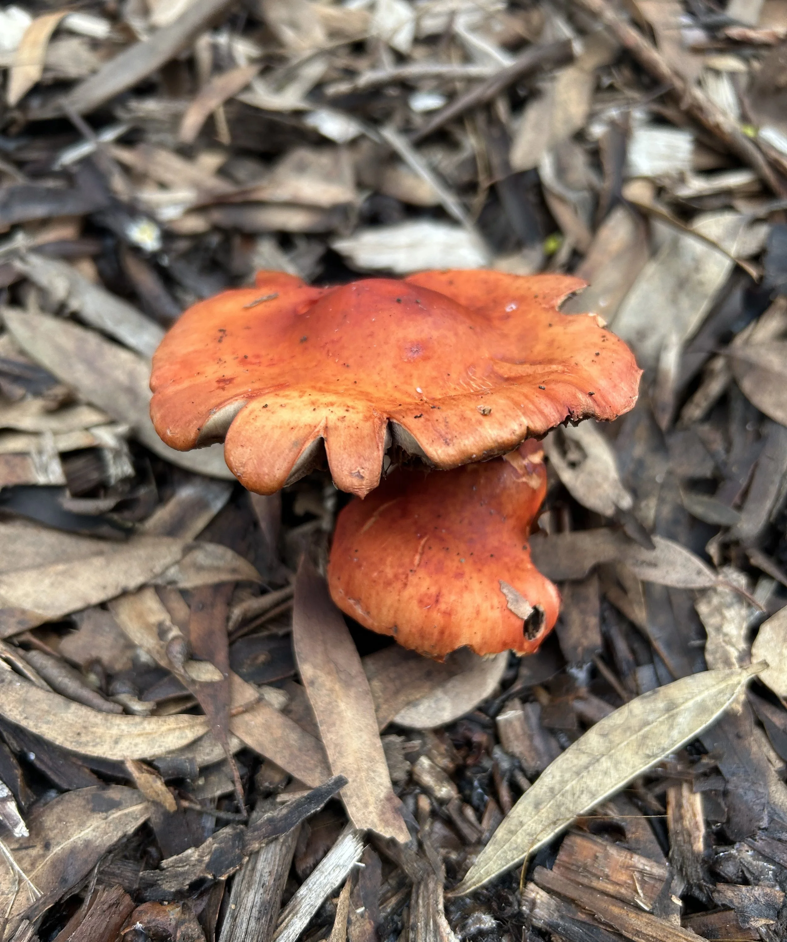 Redlead Roundhead (Leratiomyces ceres).jpeg