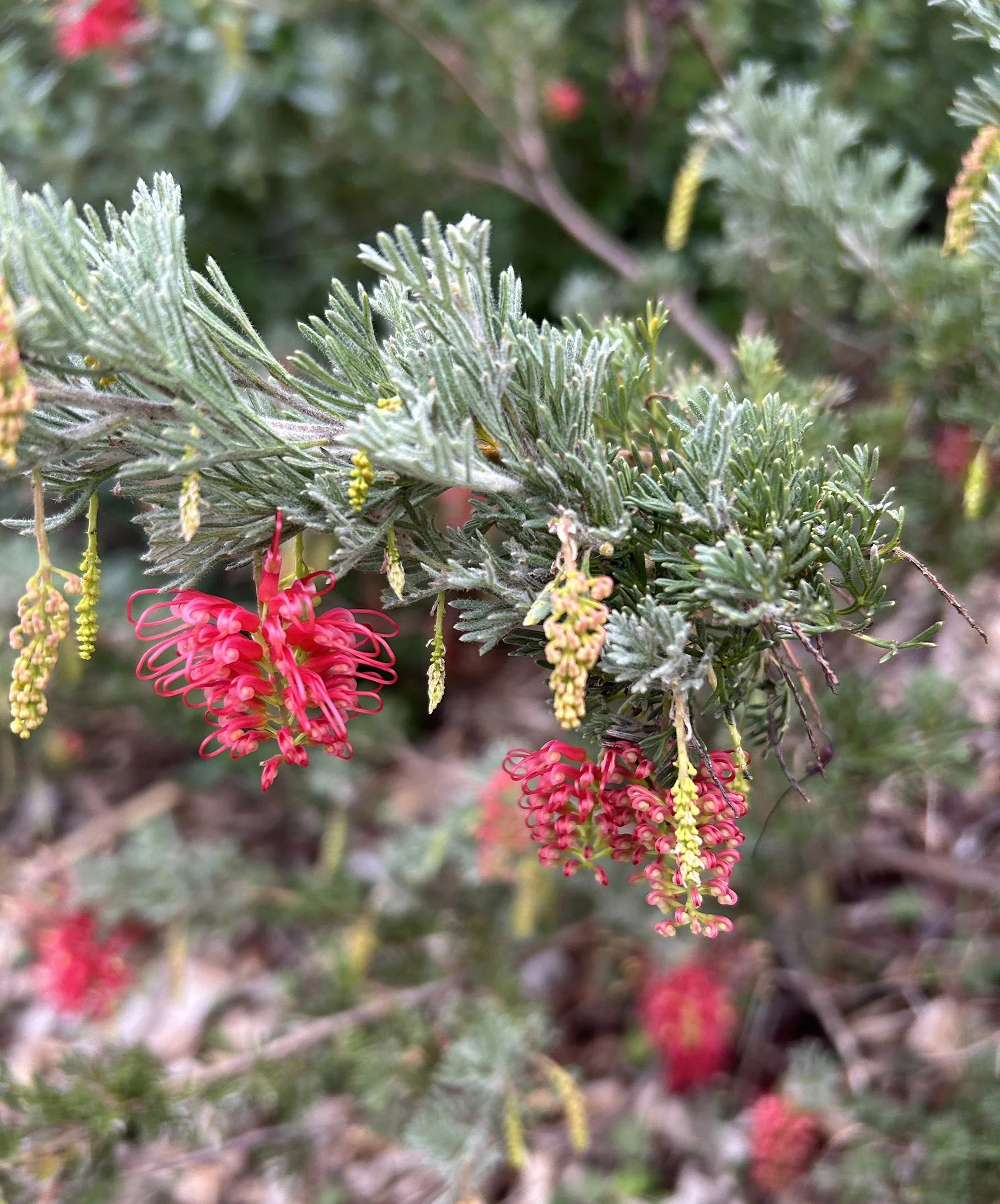 Grevillea preissii.jpeg