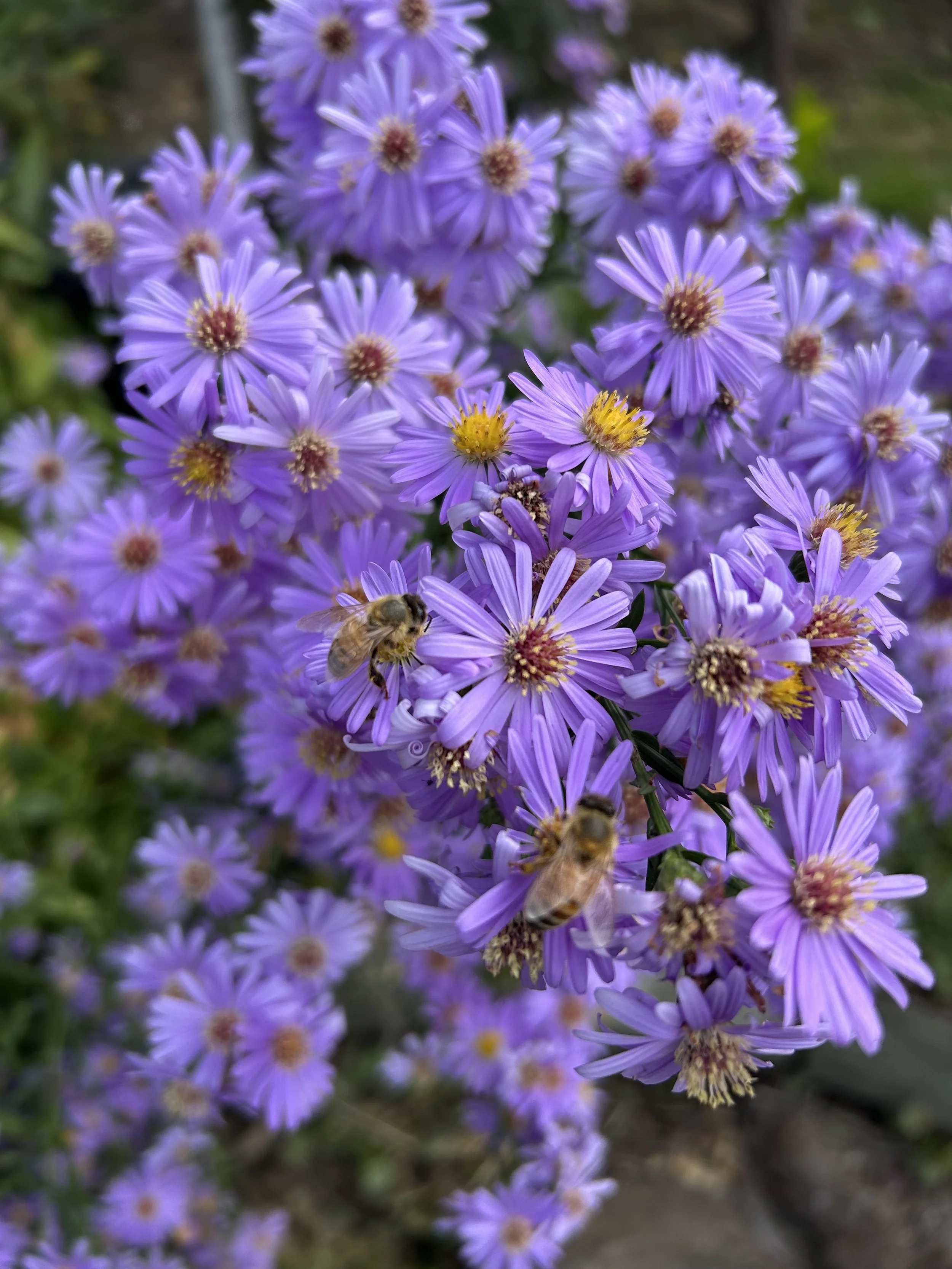 Violet Aster flowers pollinator friendly.jpeg