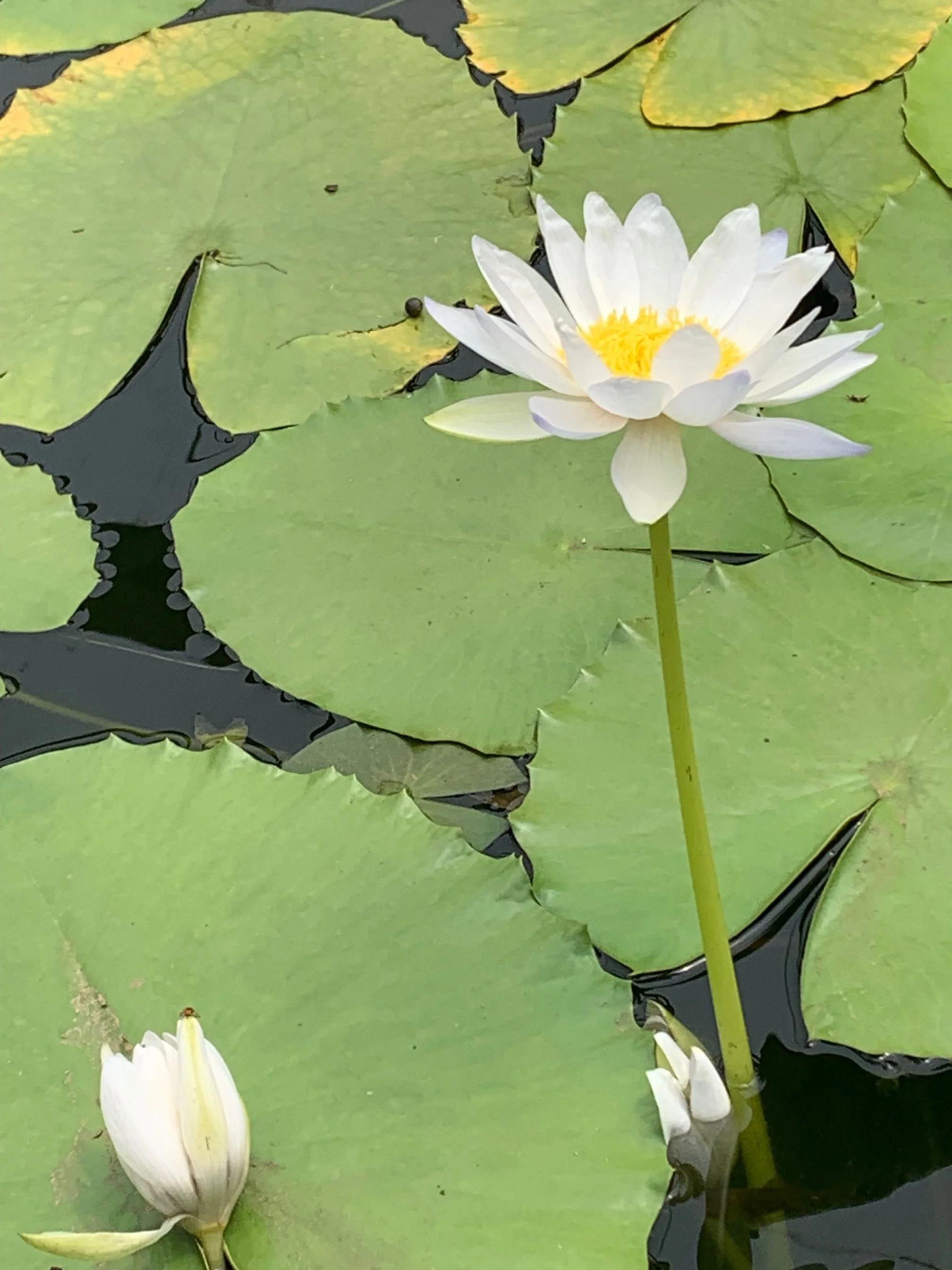 Blue Lotus Water Gardens in Wesburn_4.jpg