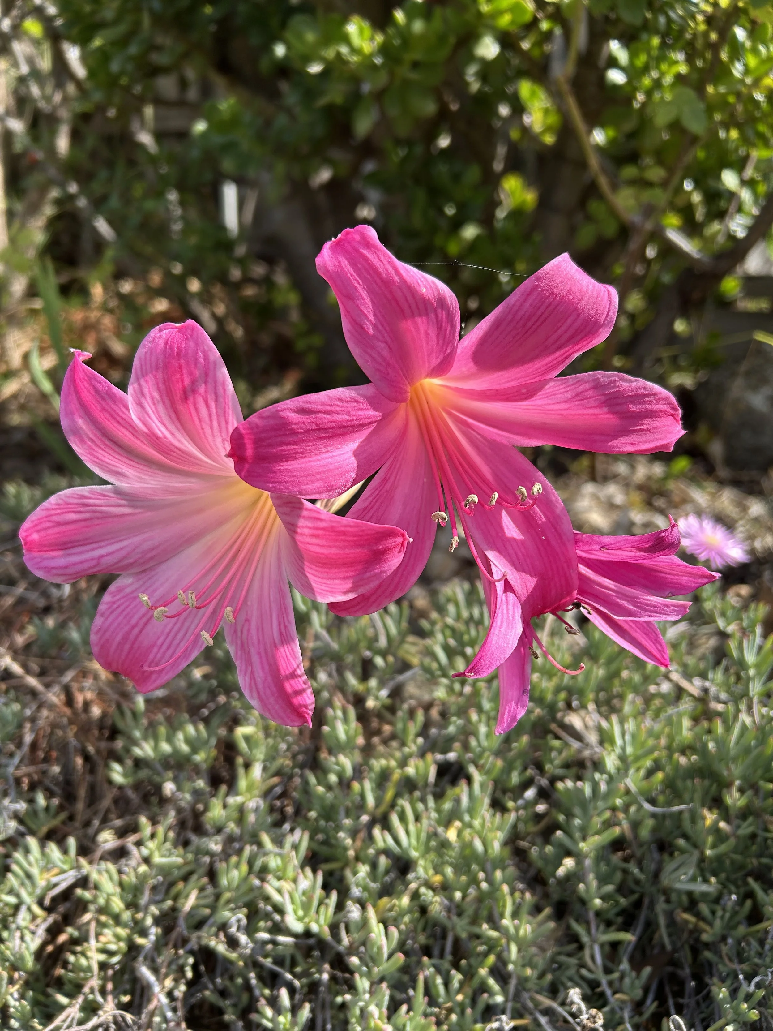 Rich magenta belladonna lily.jpeg