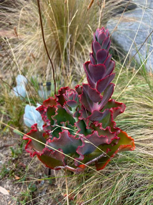 a variety of Echeveria.jpeg