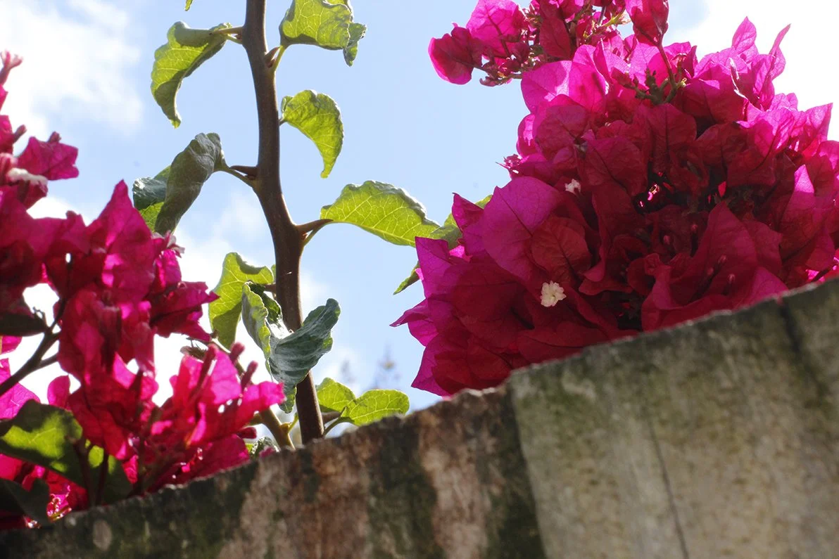 Bougainvillea.JPG