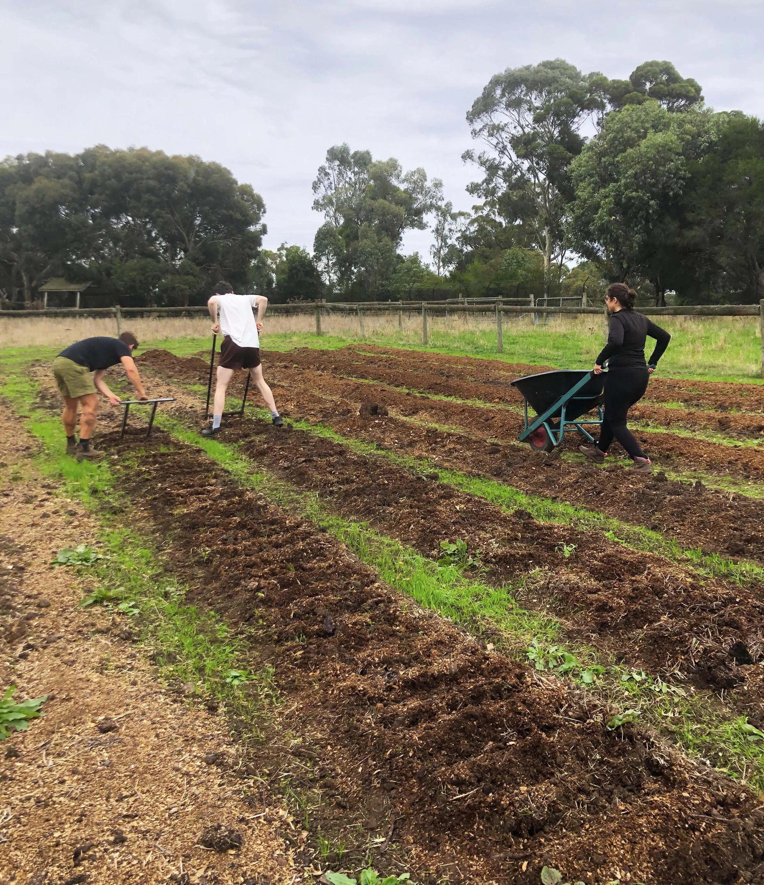 Three people working in a garden with rows of freshly tilled soil, young plants, and a wooden fence in the background, with trees and a cloudy sky.