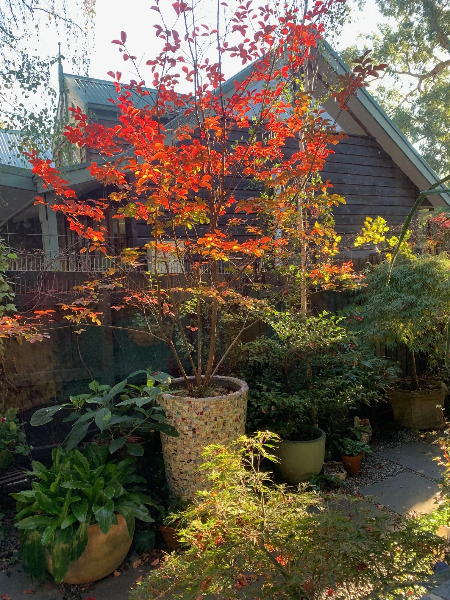 My crepe Myrtle.jpg