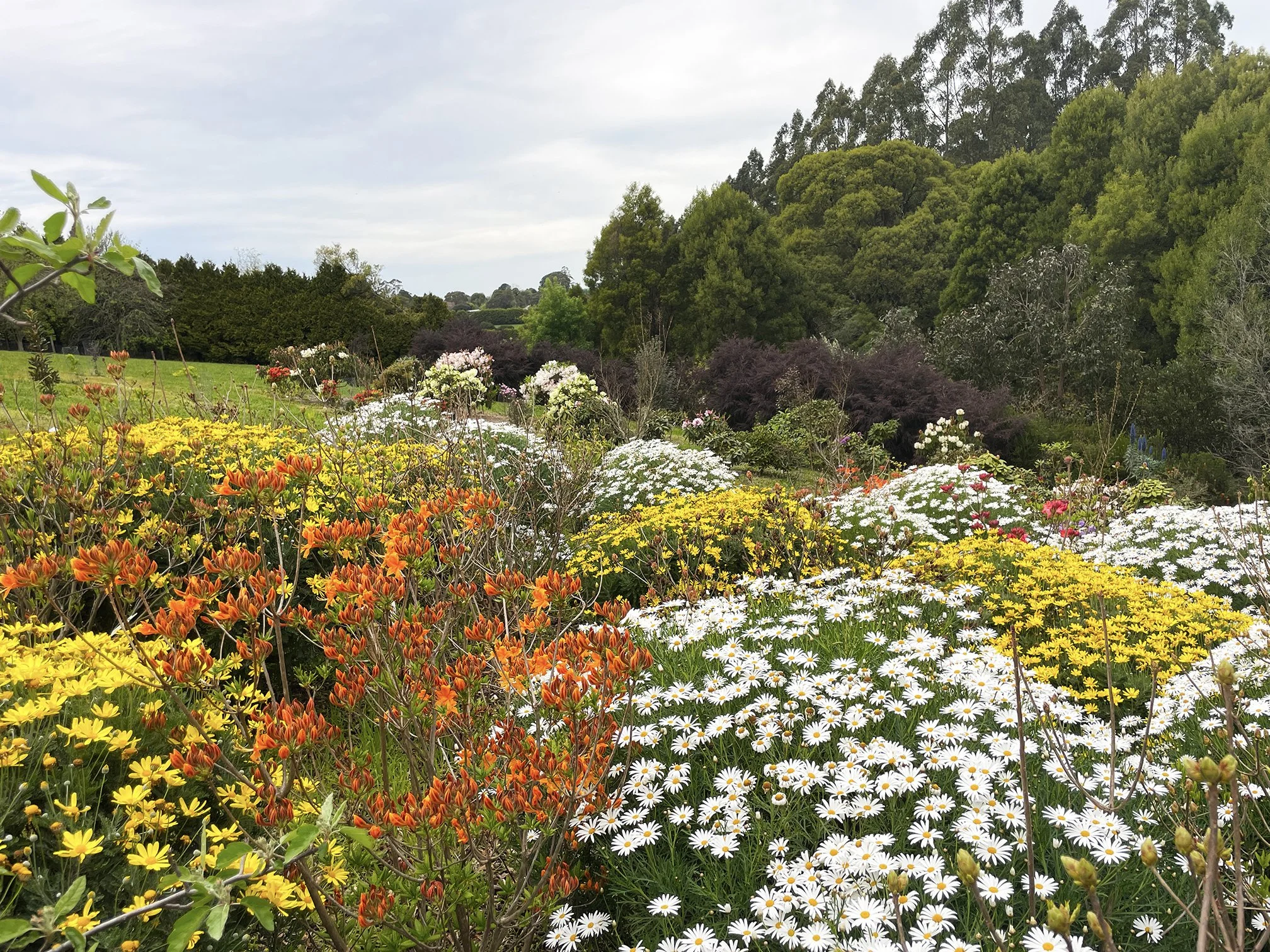 Crome Garden, Kallista