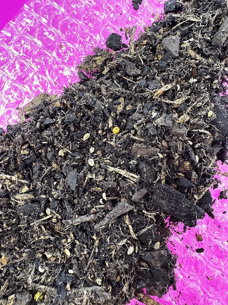 Bubble Wrap seed snails Jun 2025 (5).jpg