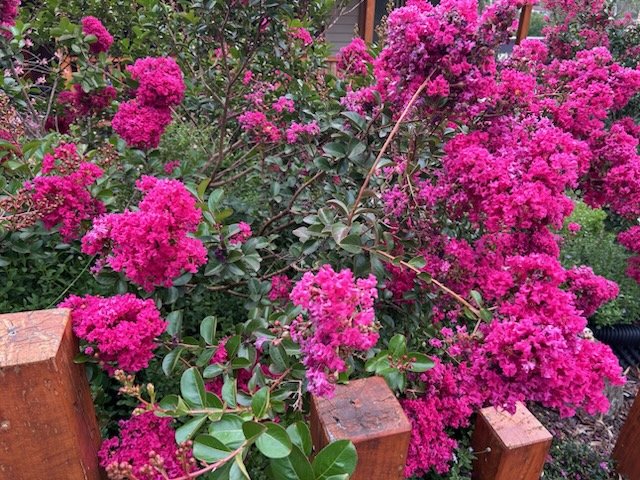 Crepe Myrtle Lagerstroemia 2.jpeg