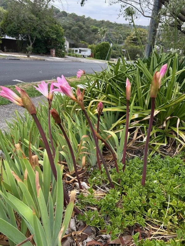 Belladonna Lily Amaryllis belladonna2.jpeg