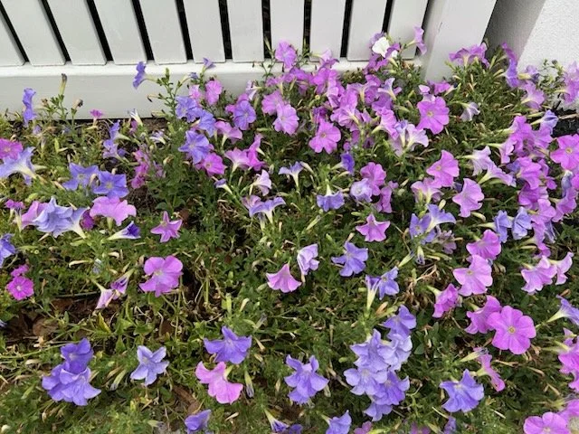 violet petunias.jpeg