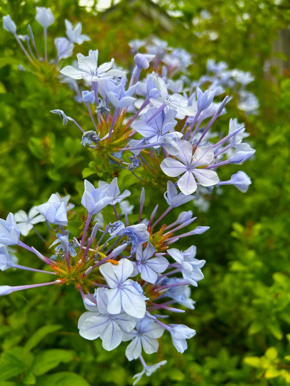 Plumbago auriculata.jpeg
