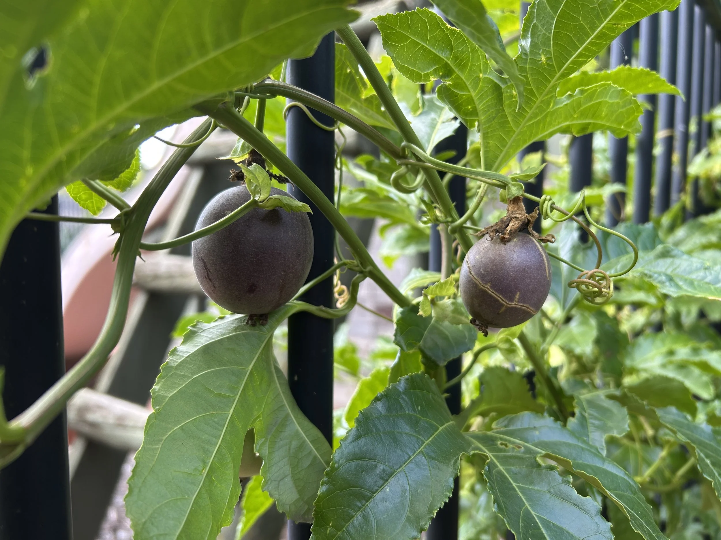 passionfruit.jpeg