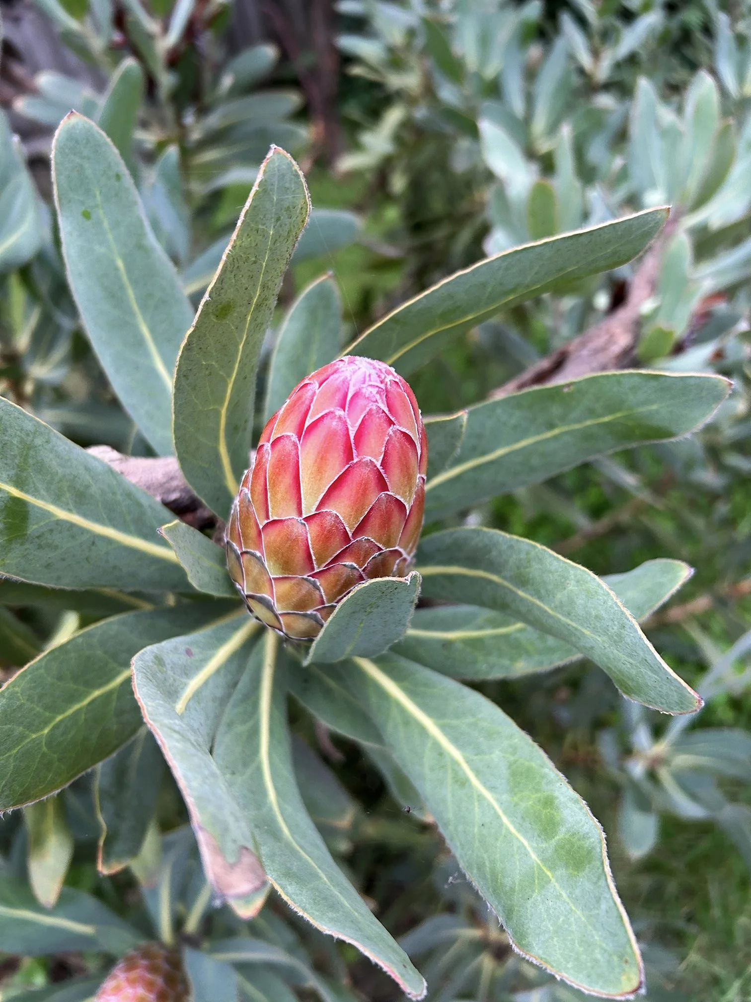 Protea 'Pink Ice.jpeg