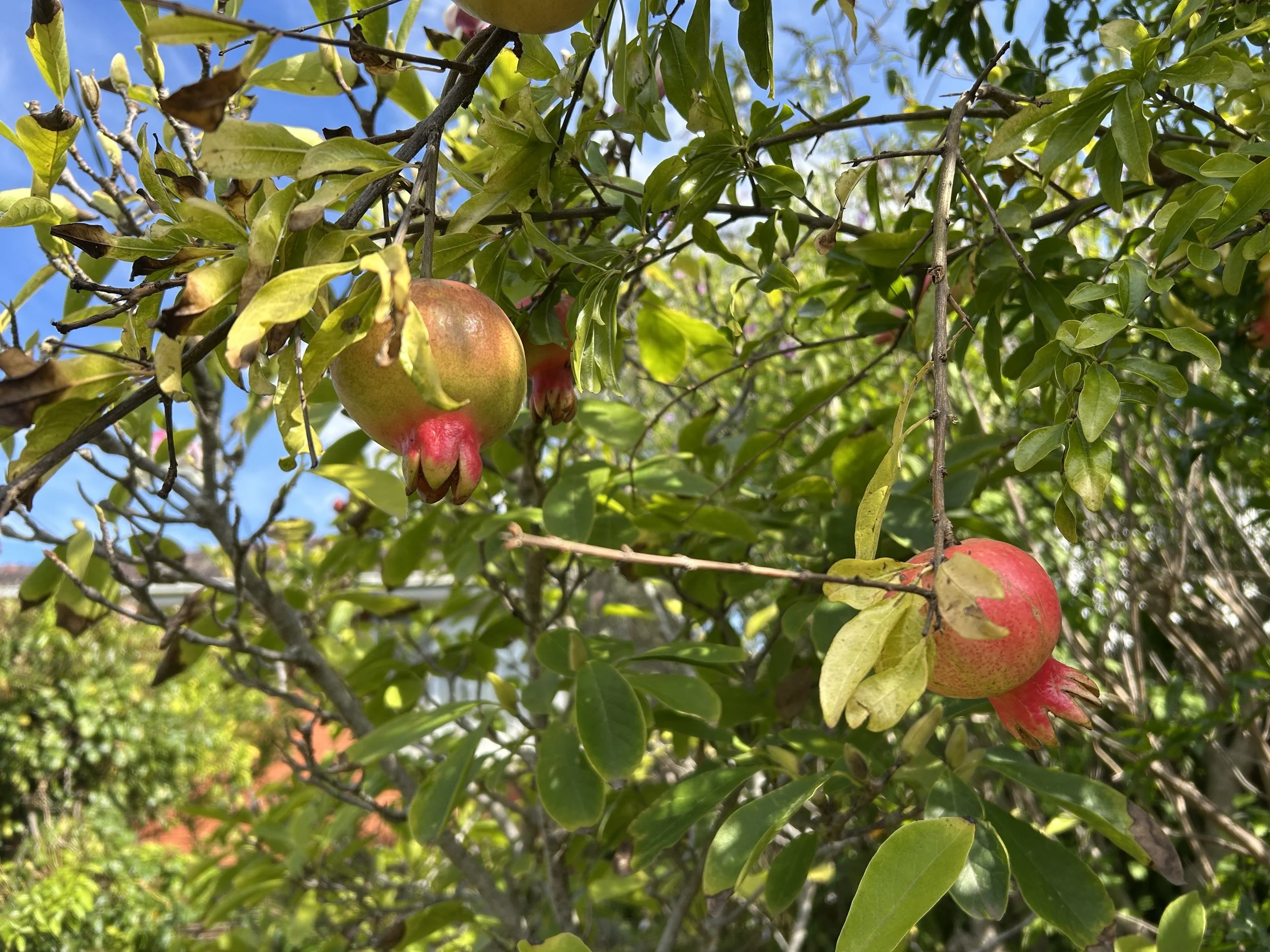 Pommegranites starting to colour.jpeg