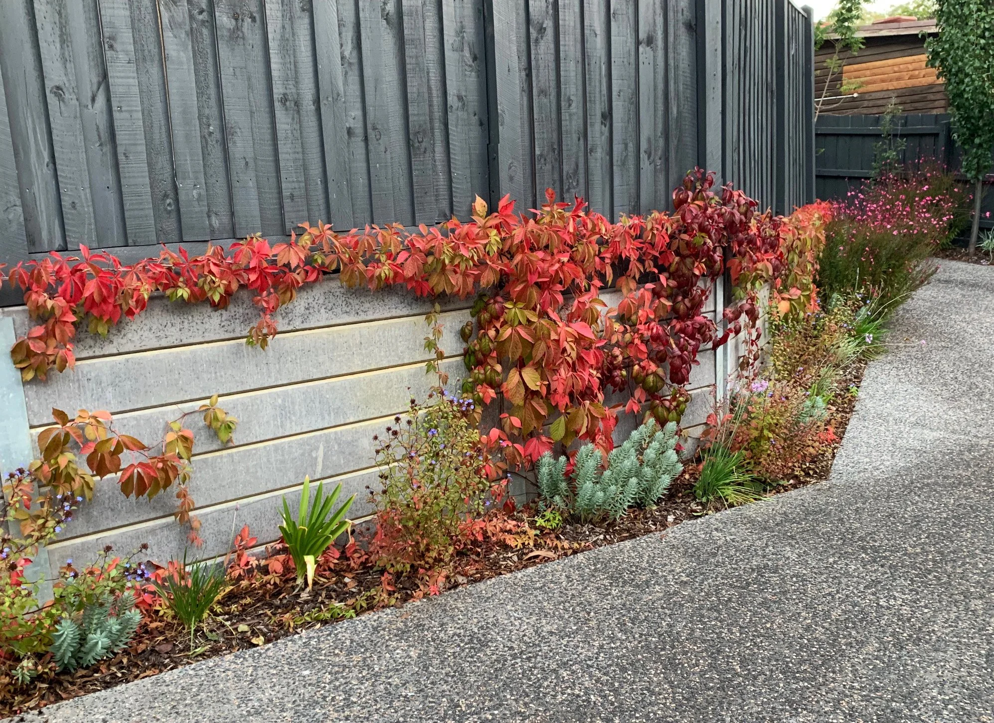Parthenocissus Quincefolia in all her glory on the driveway.jpg