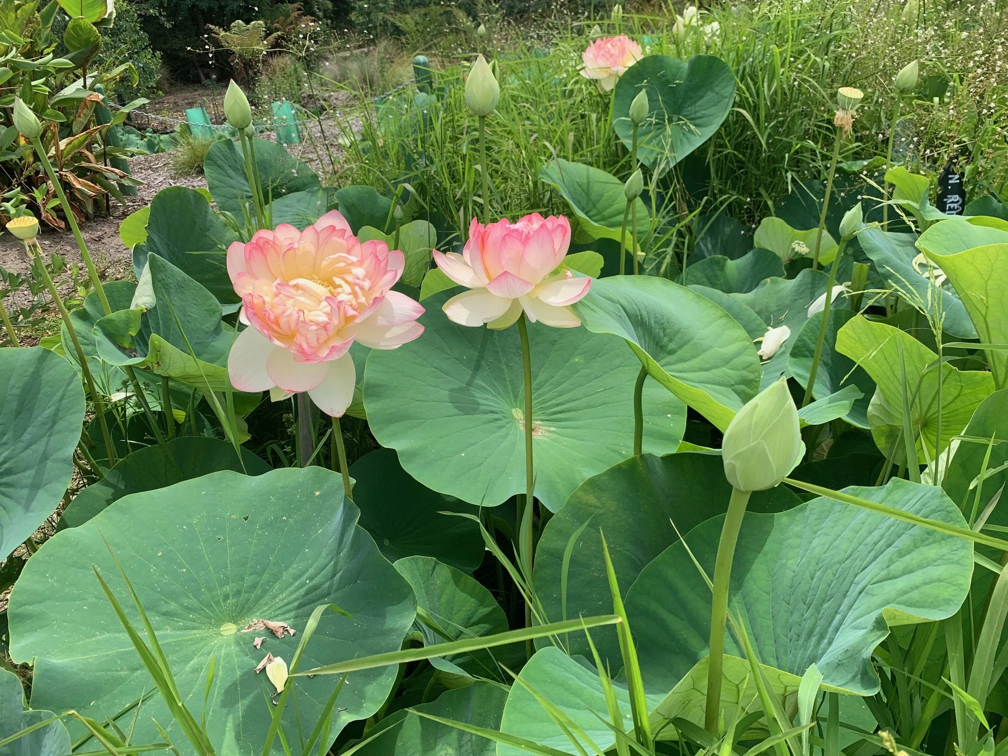Blue Lotus Water Gardens in Wesburn_3.jpg