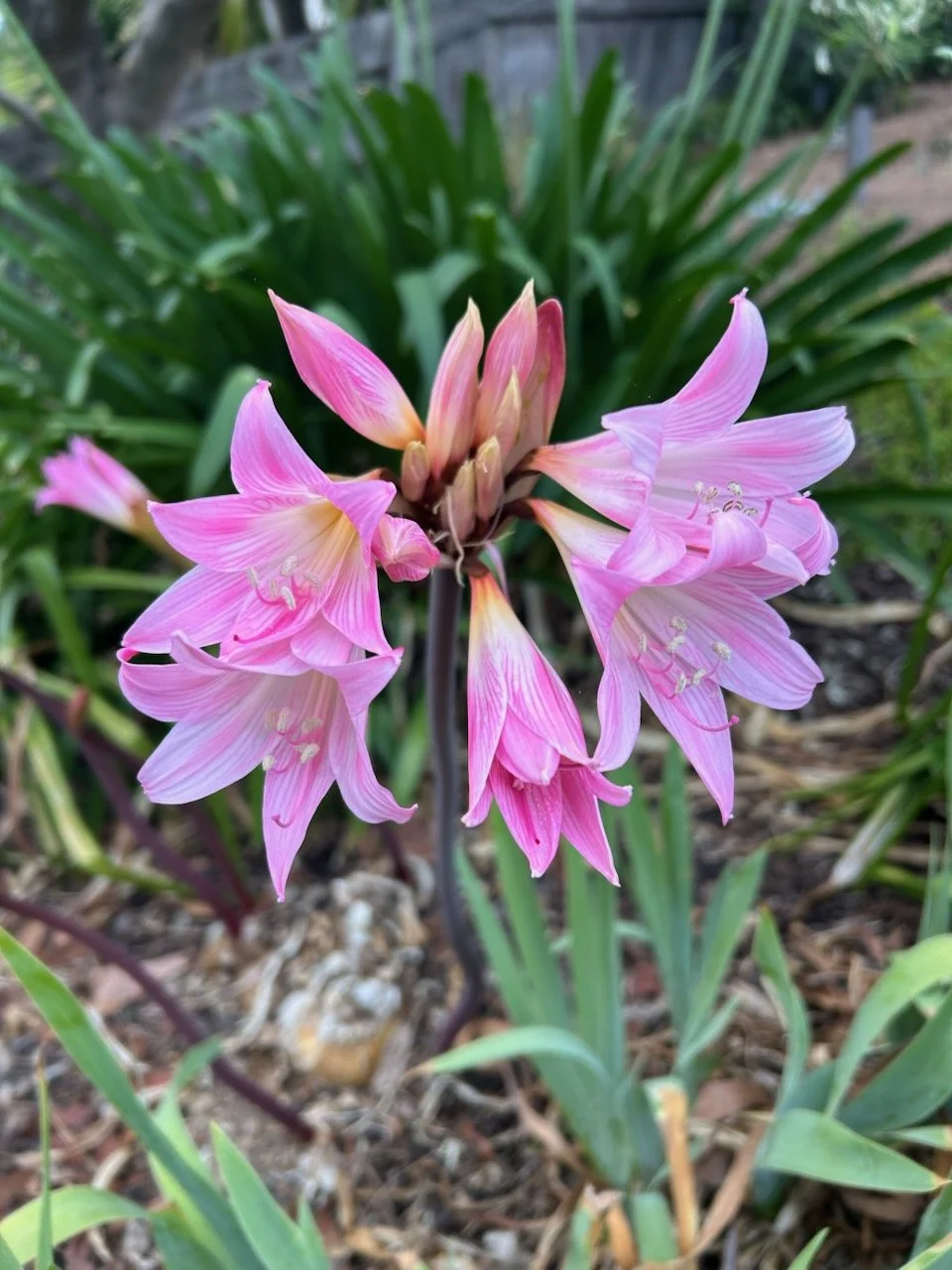Belladonna Lily Amaryllis belladonna.jpeg