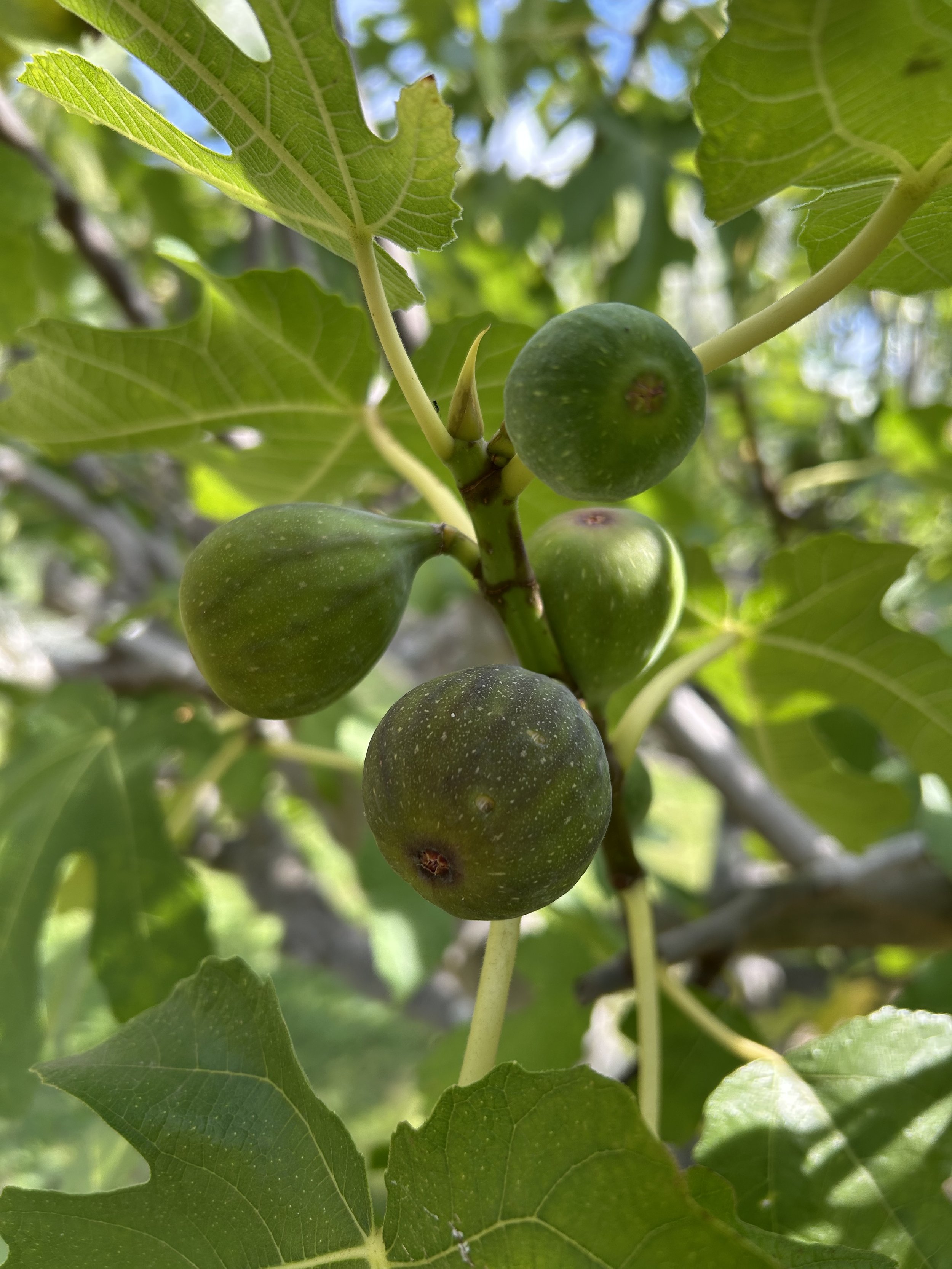 Fig tree a plenty.jpeg