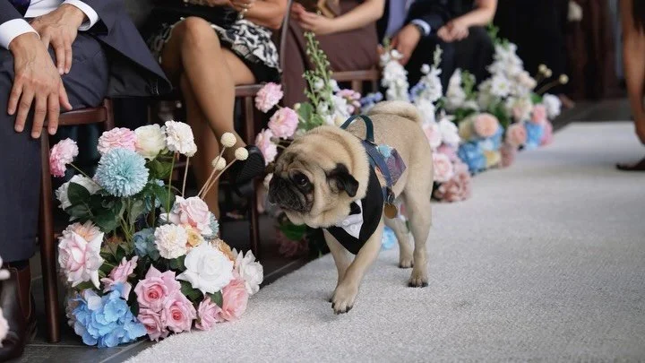 Annie &amp; Marcus (and their wedding crew incl Frankie the cute face pug) brought the kind of energy that was totally contagious &mdash; not just for their guests but for us as vendors on the day ⚡️

Don&rsquo;t mind me, I&rsquo;ll be over here smil