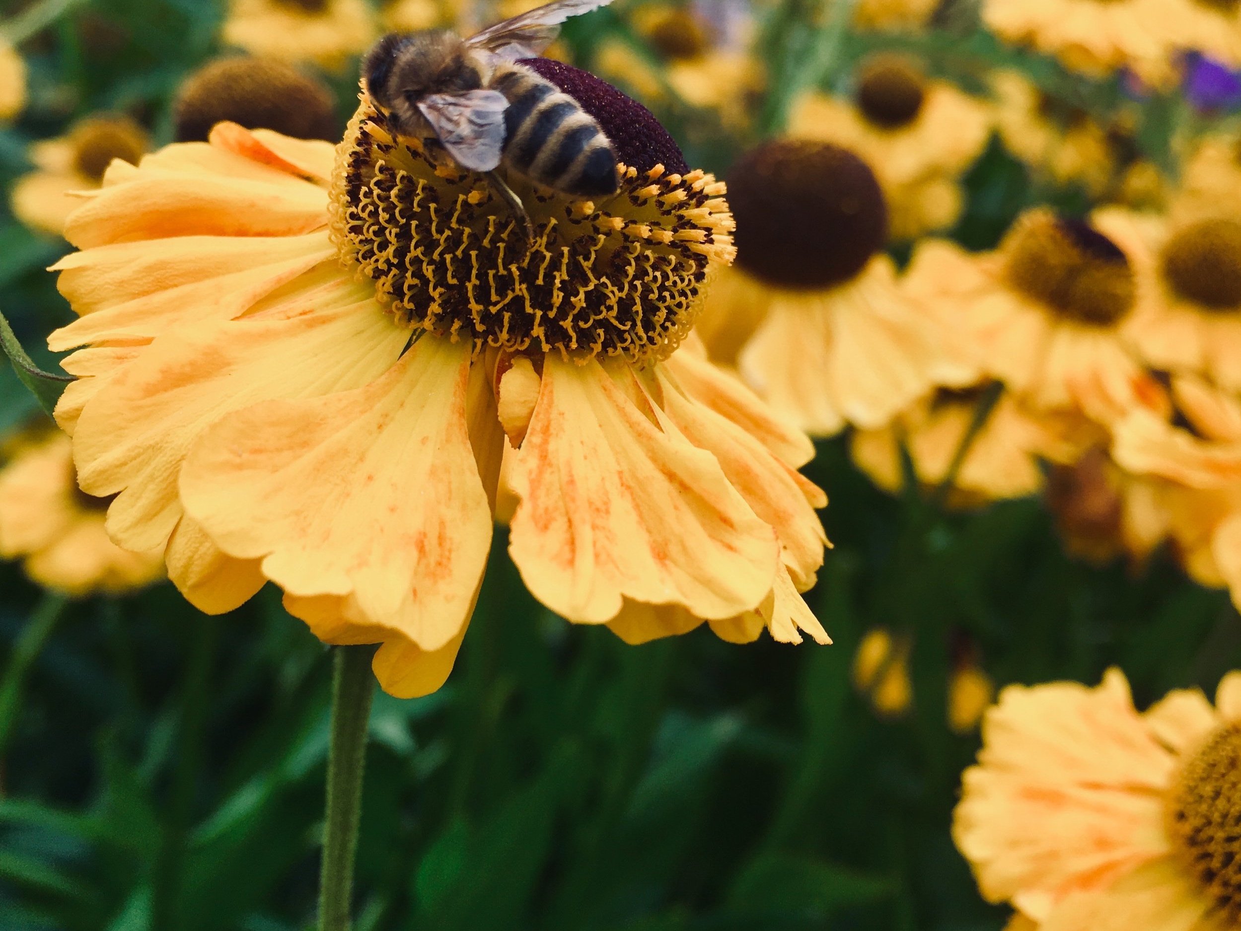 A bee on a yellow flower collecting nectar with more yellow flowers in the background.