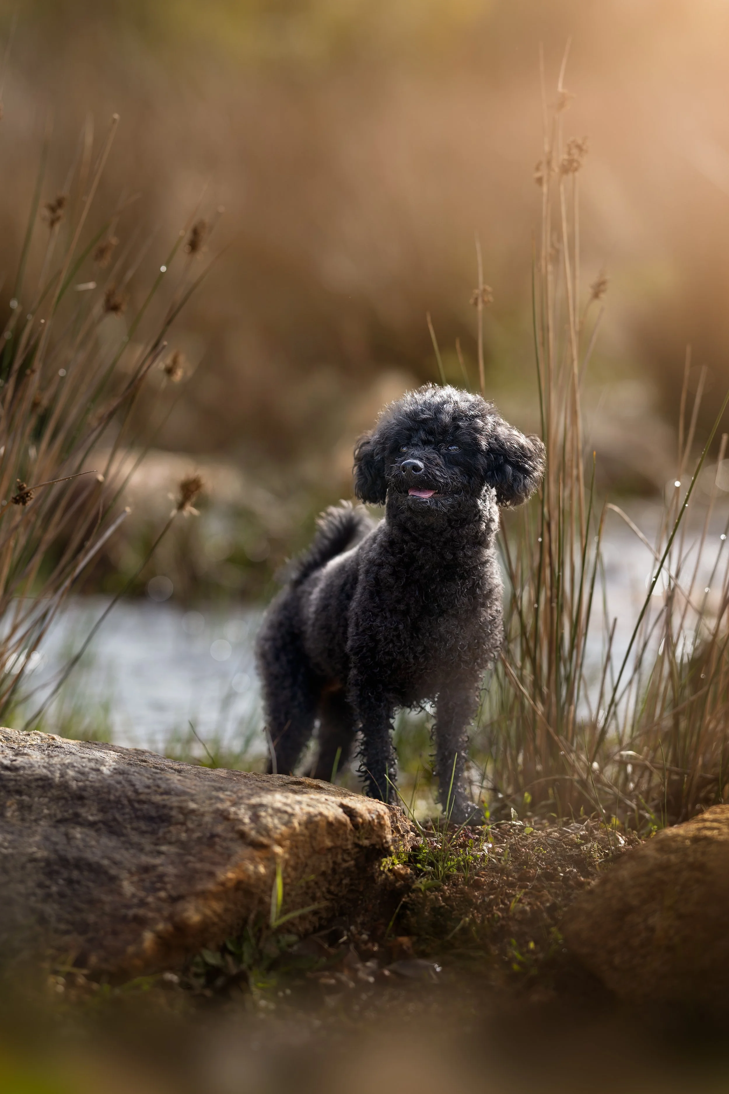 A small black curly-haired dog standing on a rock near a body of water surrounded by tall grass, with warm sunlight creating a soft glow in Perth 