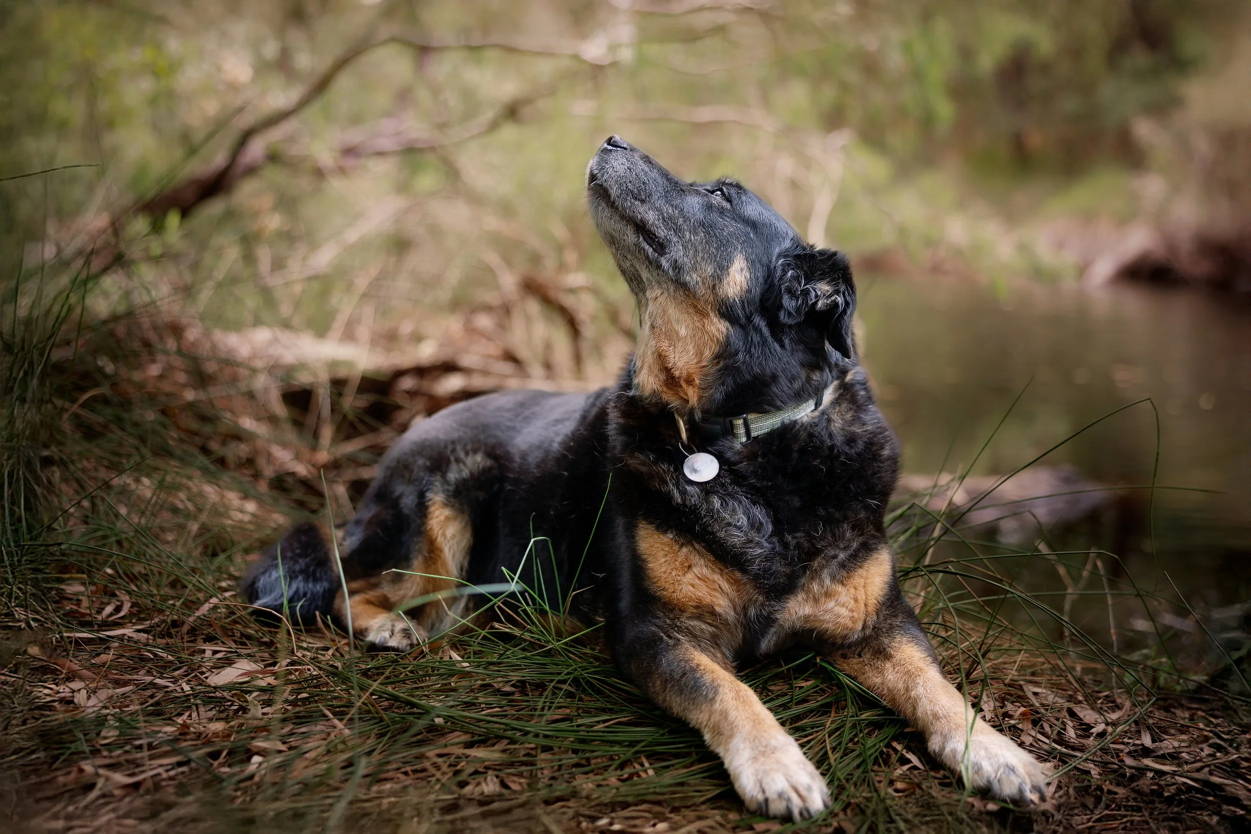 A dog lying on the forest floor, looking upward with its head raised, surrounded by tall grass and trees.