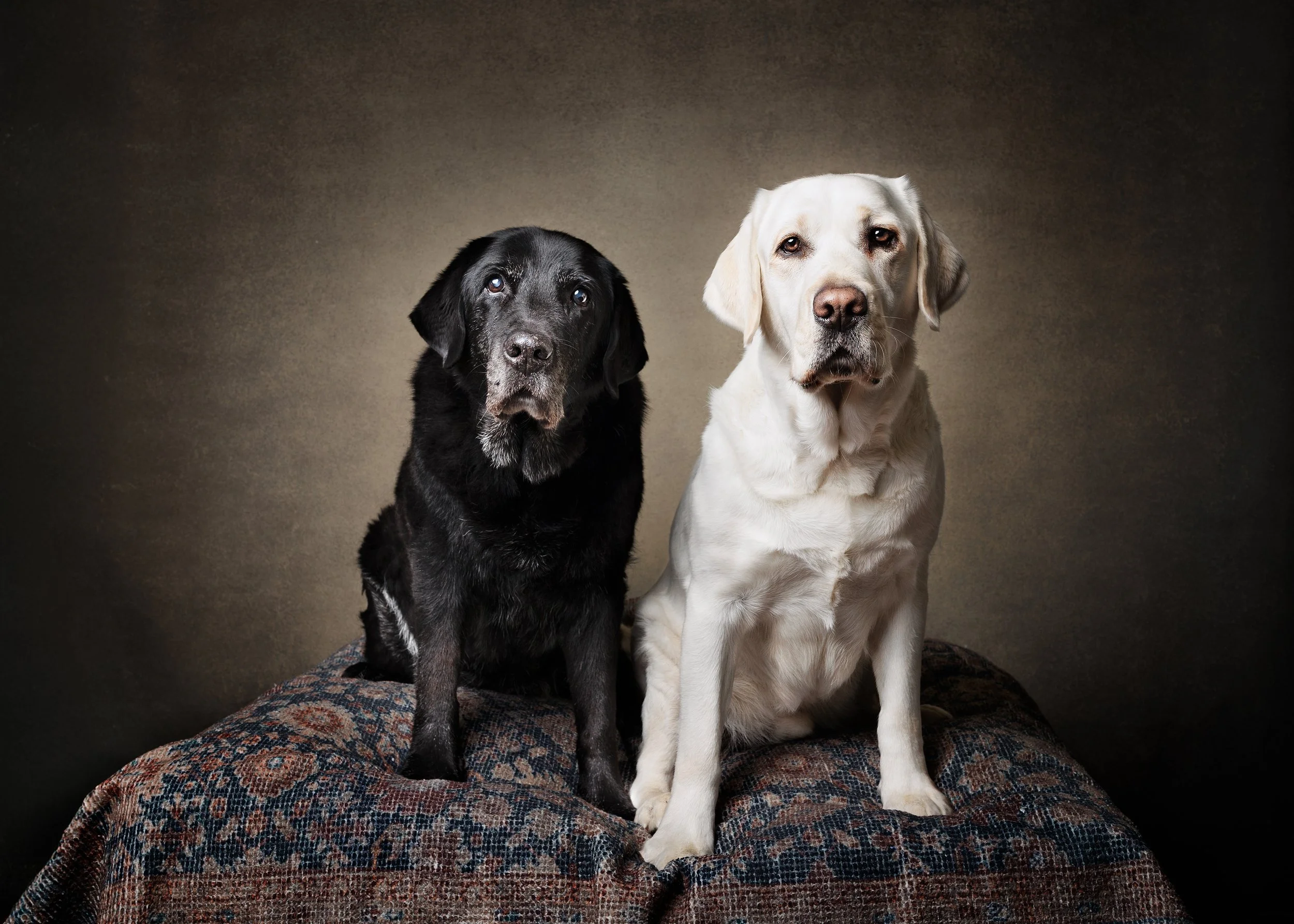 Two Labrador Retrievers, one black and one yellow, sitting on a table covered with a patterned cloth against a dark, textured background photographed by Perth and Busselton dog photographer Fur & Fable Studio