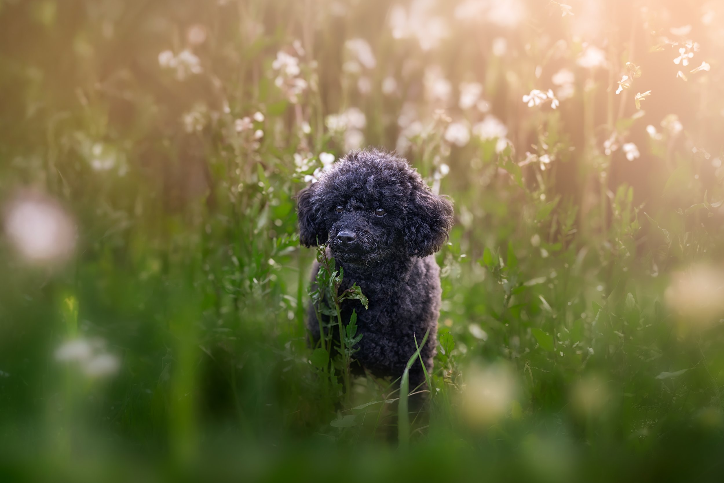 A black poodle puppy standing in tall green grass with flowers and trees in the background, illuminated by warm sunlight in Yallingup