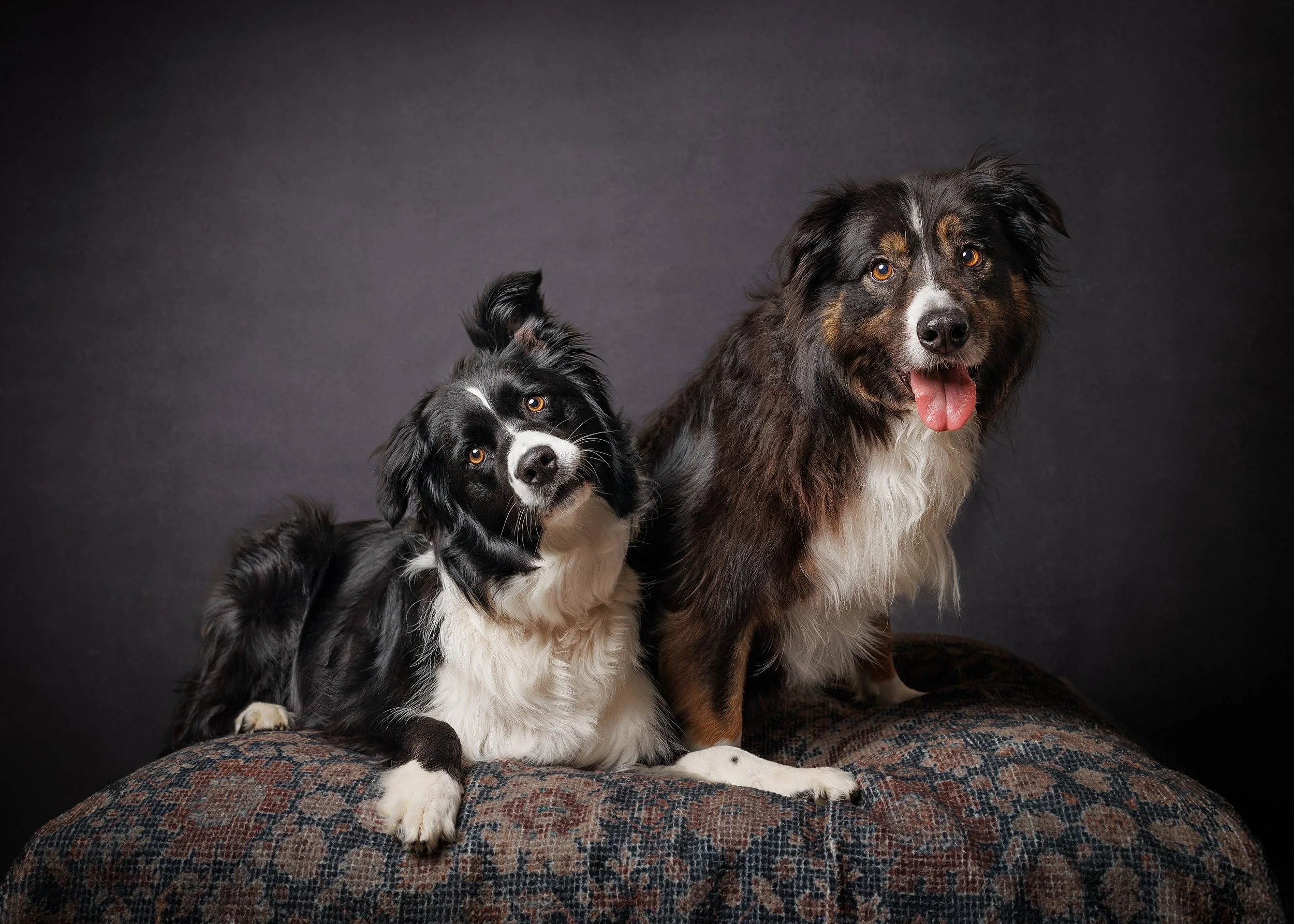 two Border Collie dogs, one black and white and one black, brown, and white, sitting on a patterned ottoman against a dark gray background. photographed in studio  by Margaret River and Busselton dog photographer