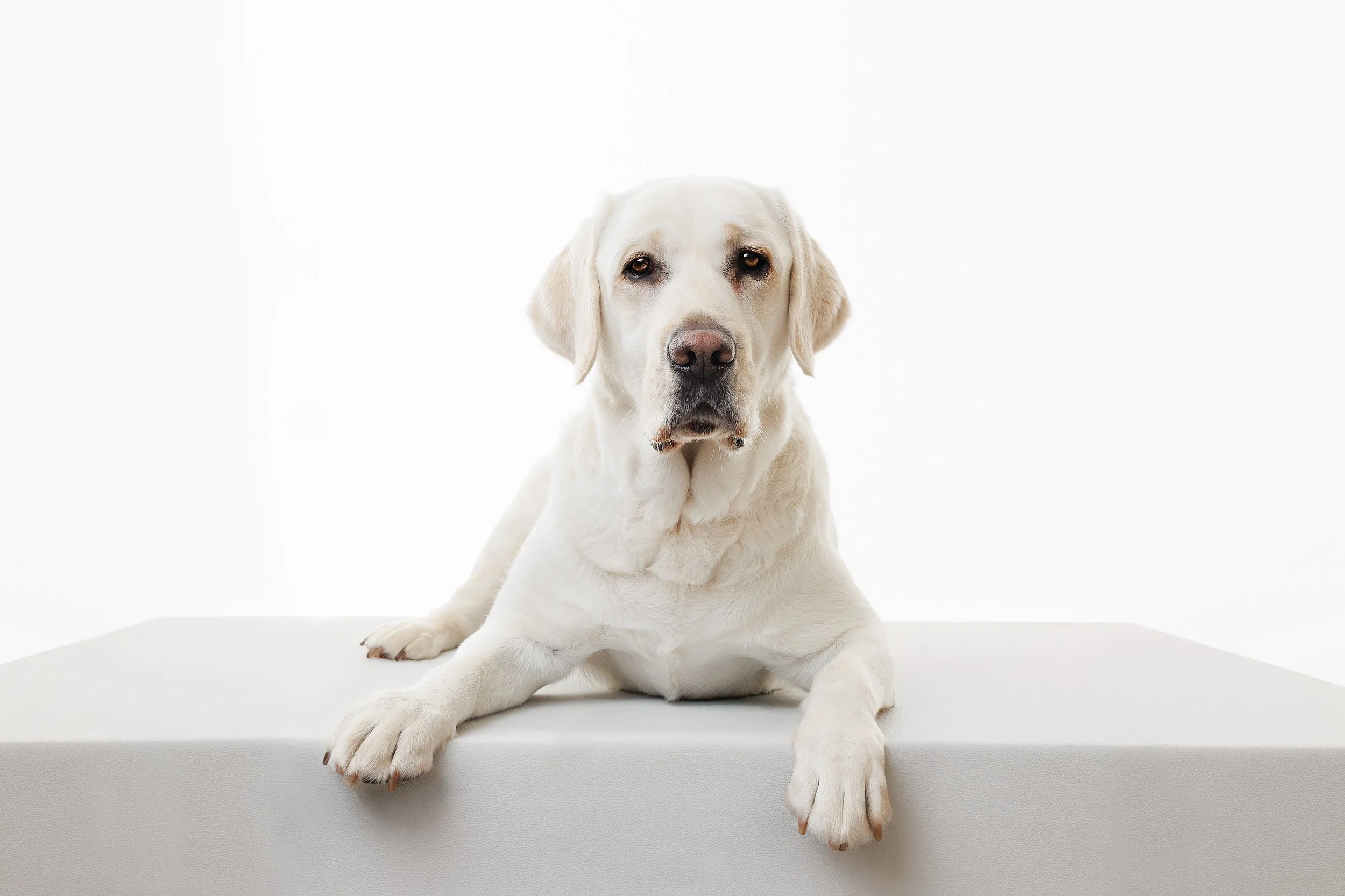 A yellow Labrador Retriever dog lying down on a white surface against a white background in Dunsborough