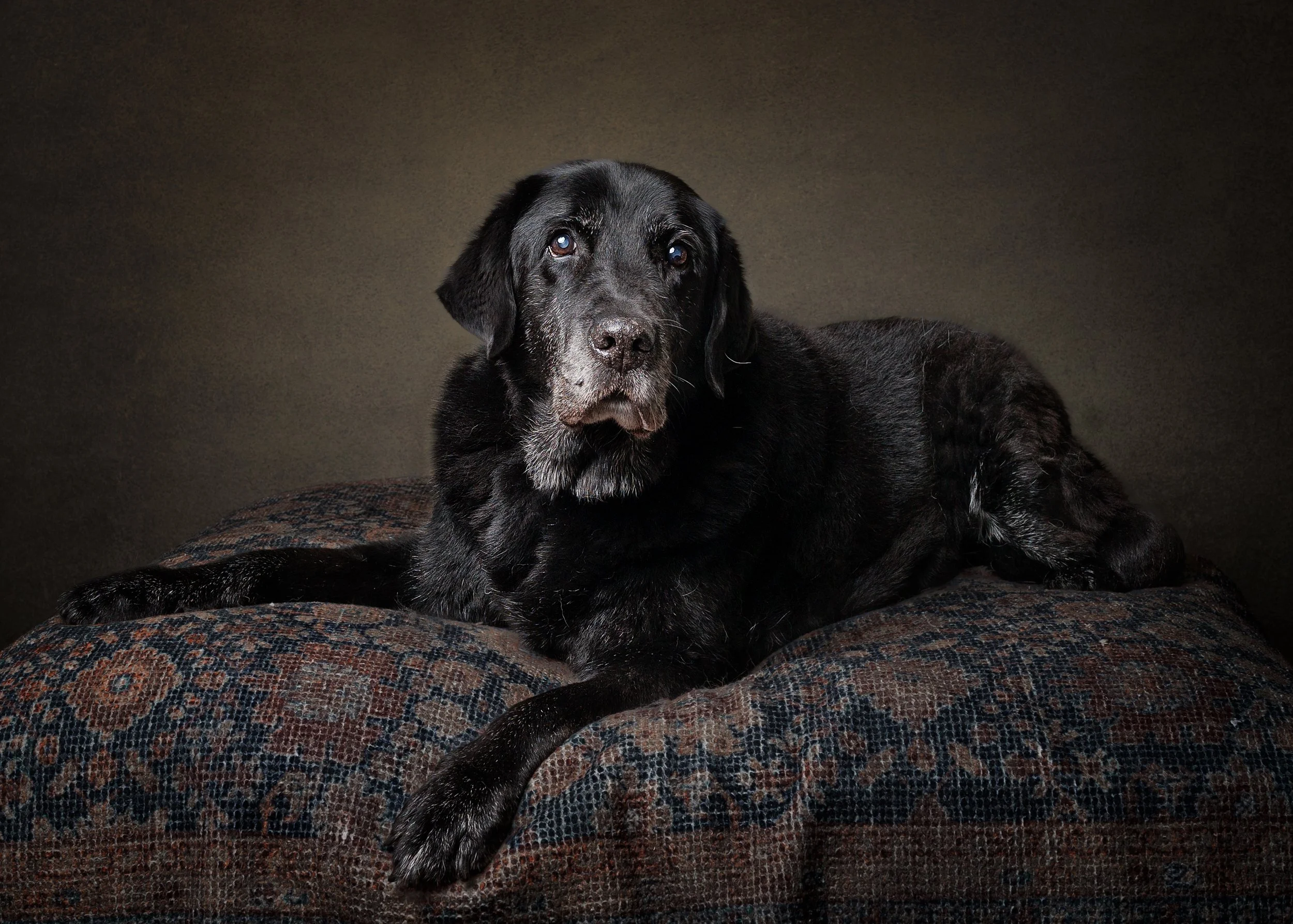 A black Labrador Retriever mix lying on a patterned fabric-covered surface, with a neutral dark background photographed by Margaret River and Busselton dog photography studio