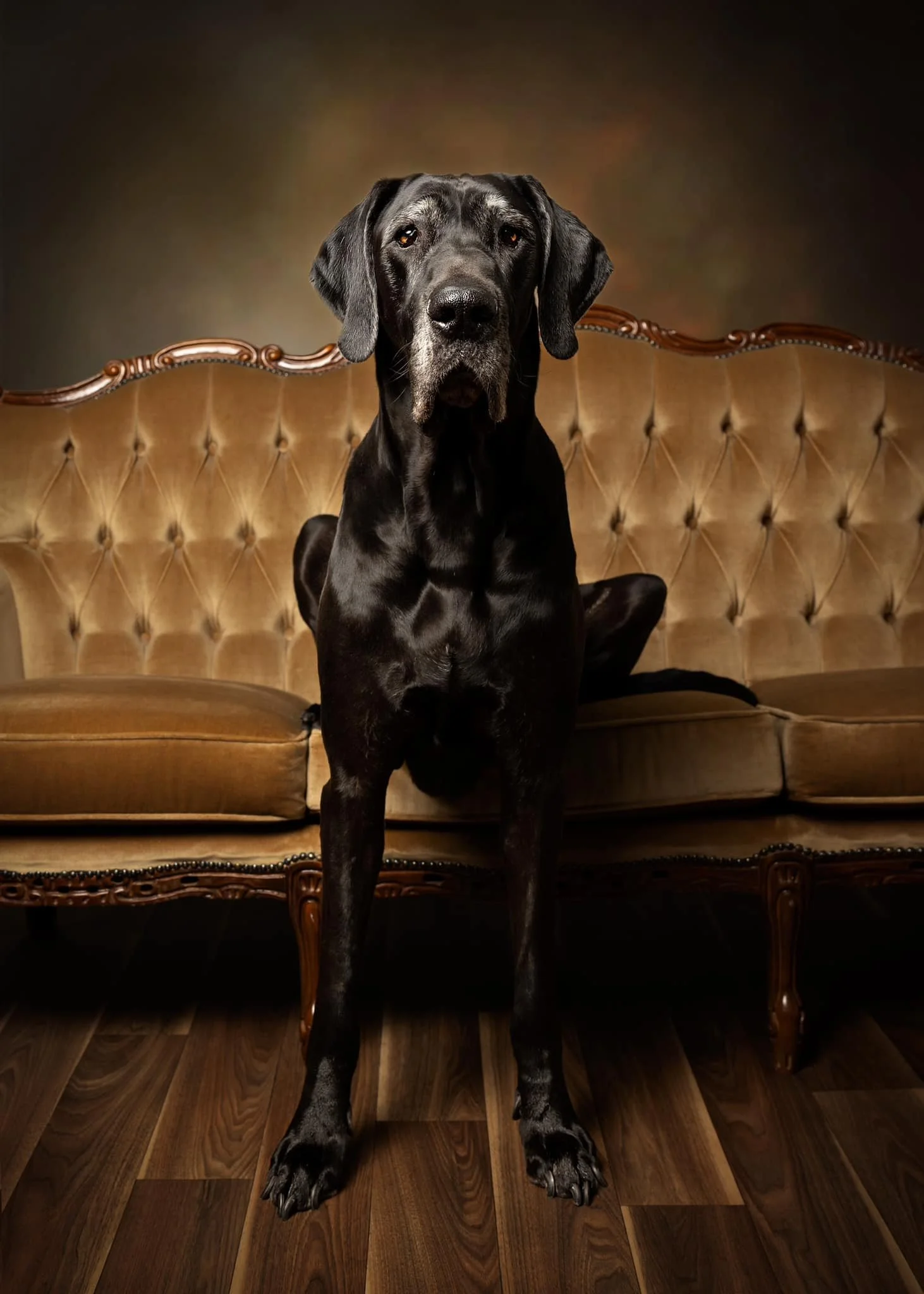 A black Great Dane dog sitting on an ornate vintage brown leather sofa in a dimly lit room. photographed by Margaret River and dunsborough dog photographer Fur & Fable Studio